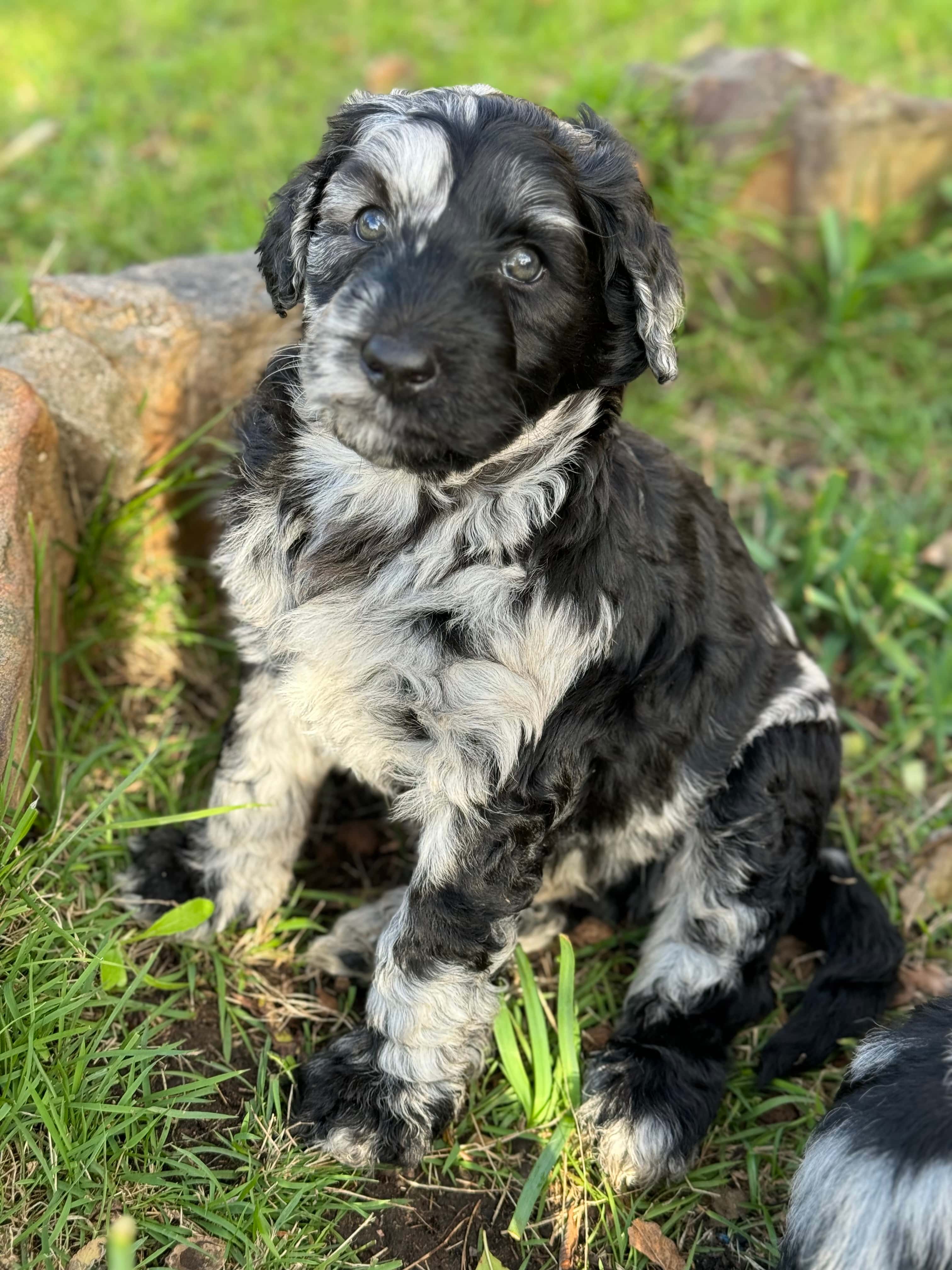 Cadbury - Grey Collar ALLOCATED