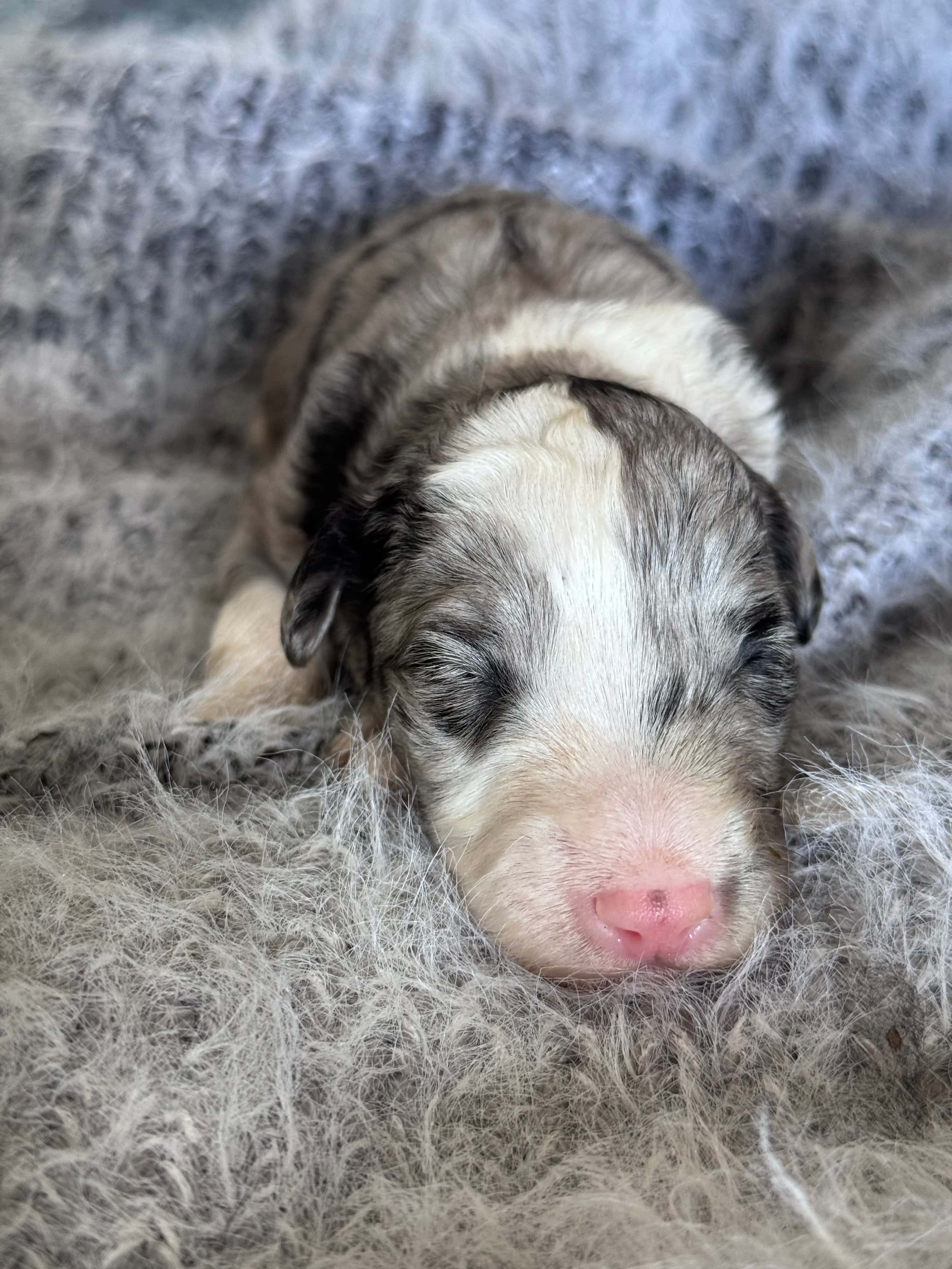 Sam Sheepadoodle