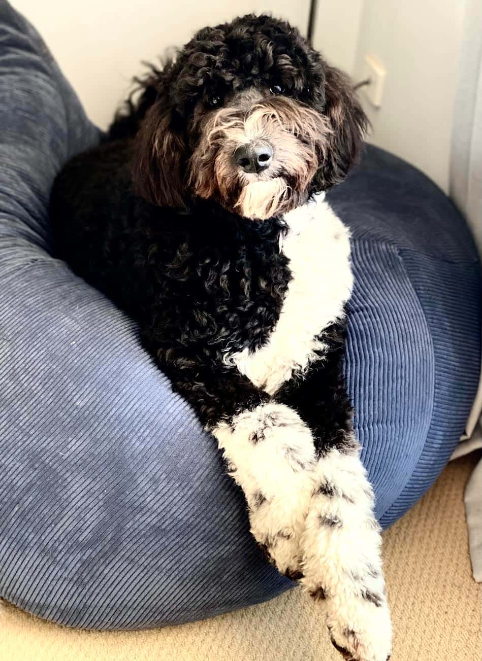 Torvi Standard Sheepadoodle