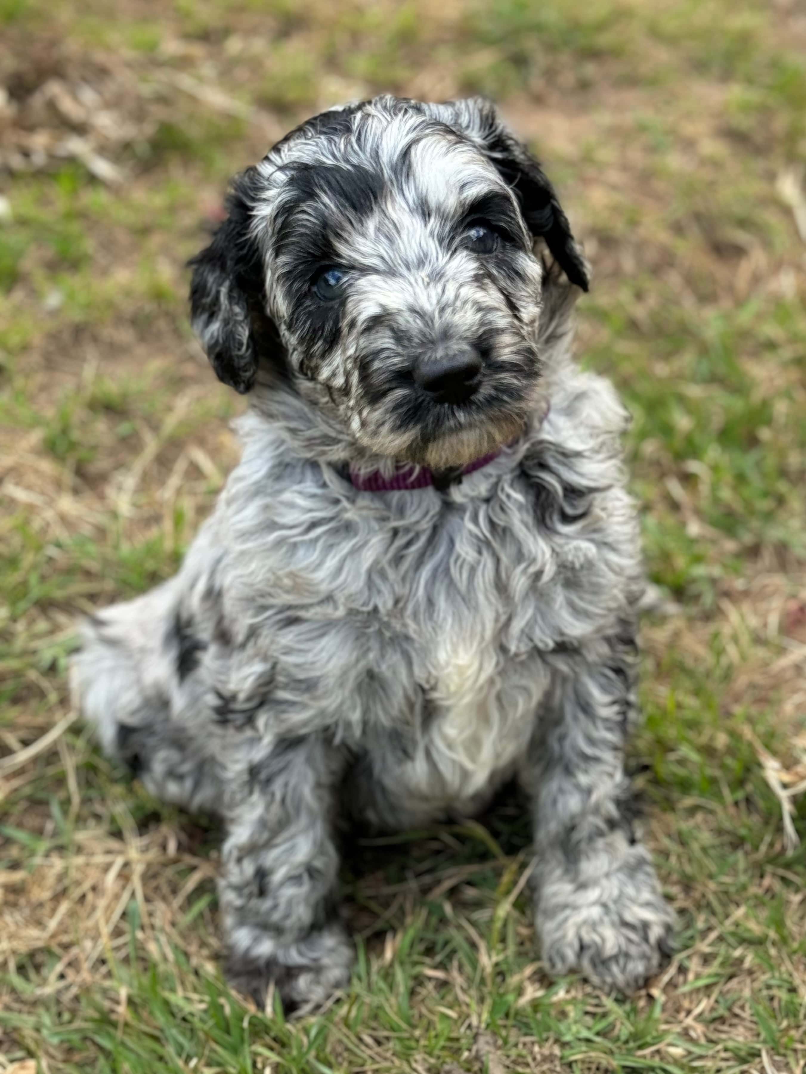 Dolly - ALLOCATED - Purple Collar Sheepadoodle 