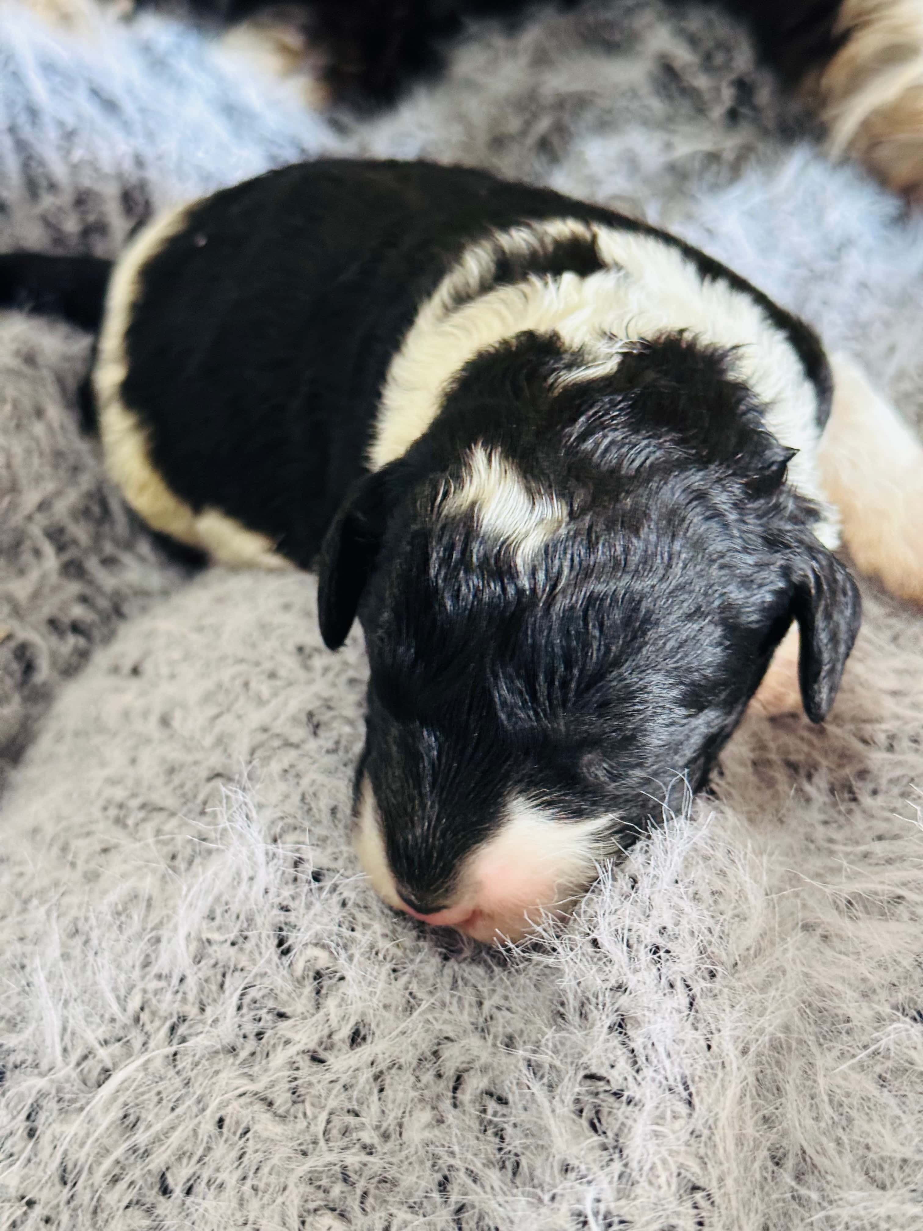 Max Sheepadoodle