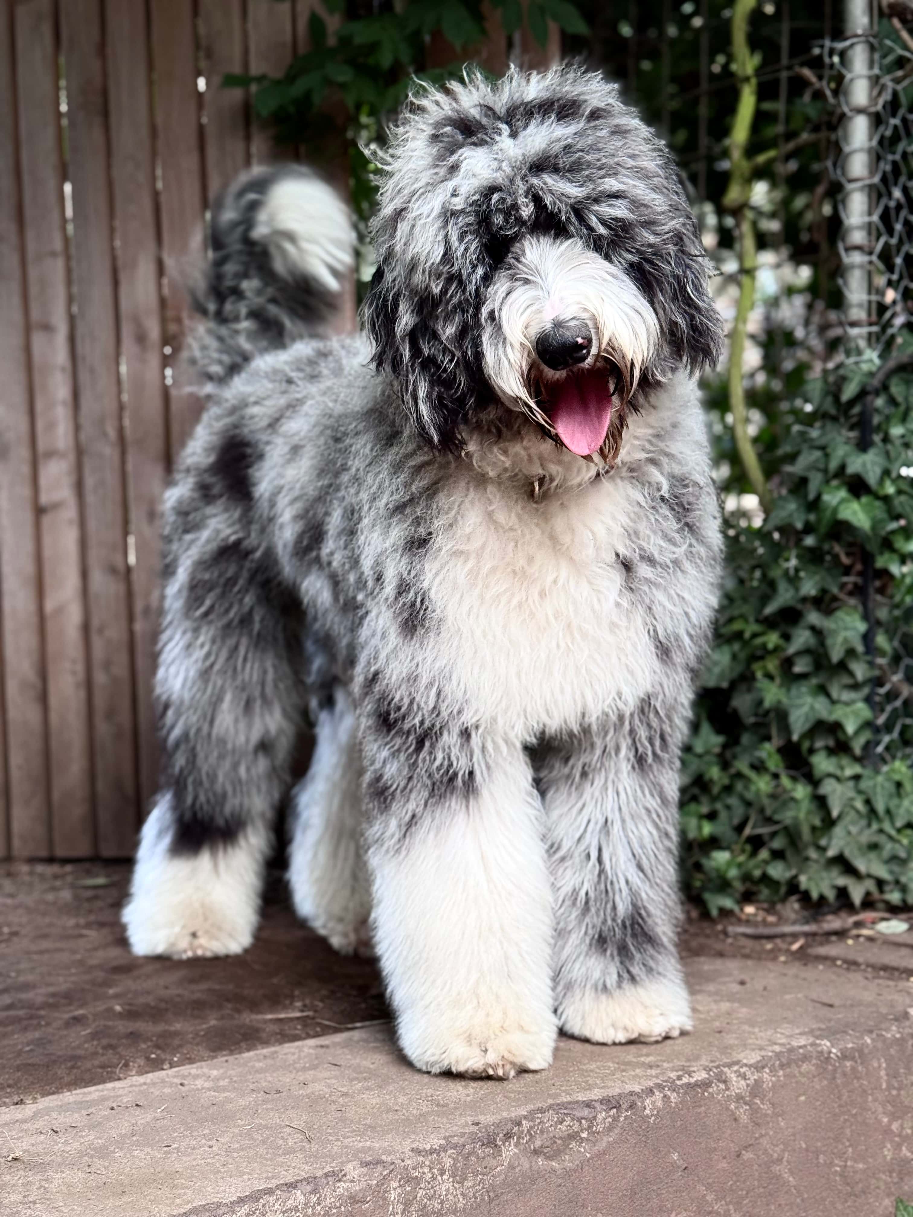 Fallon Merle Sheepadoodle