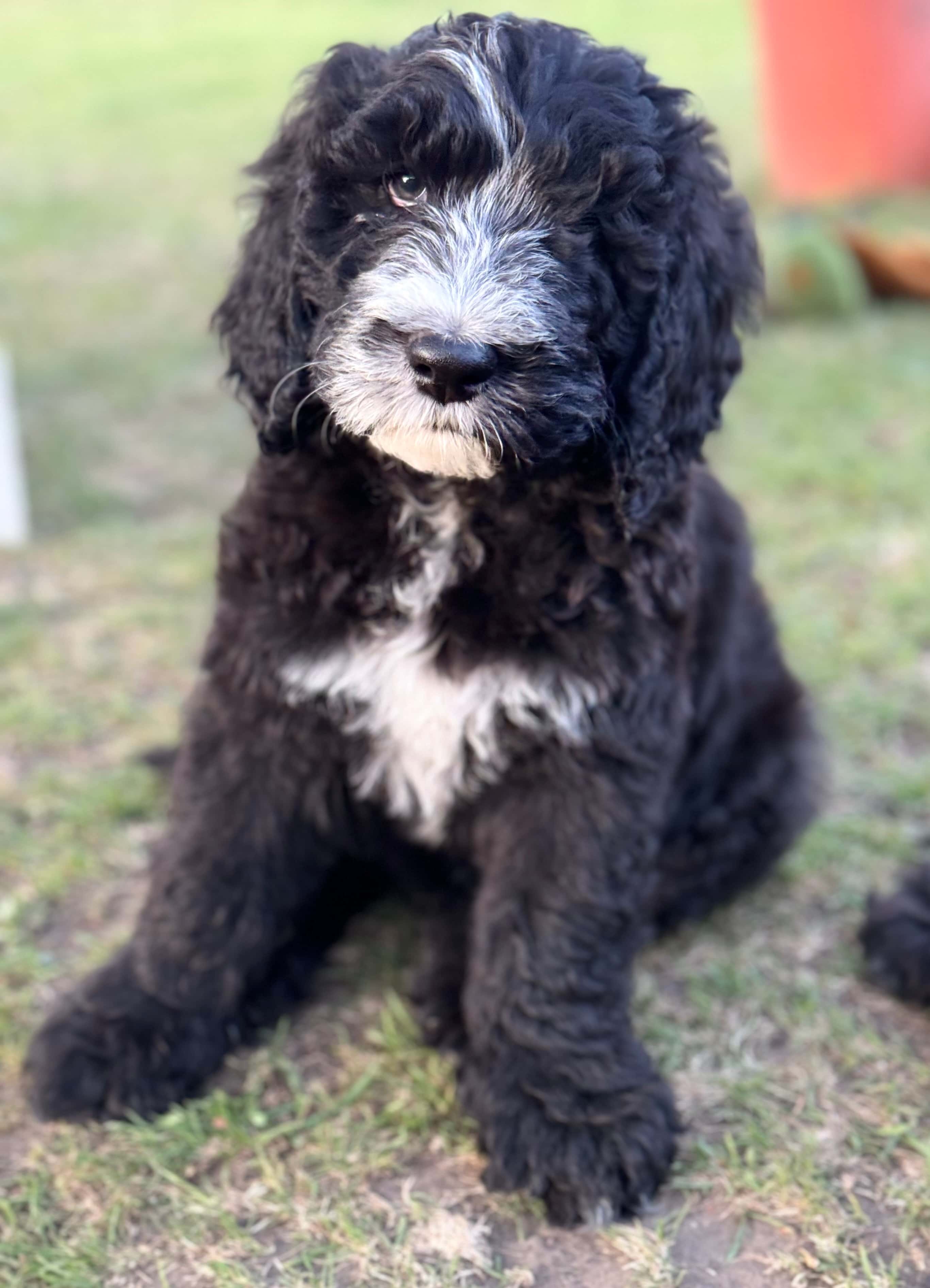 Everett - Light Blue Collar Sheepadoodle 