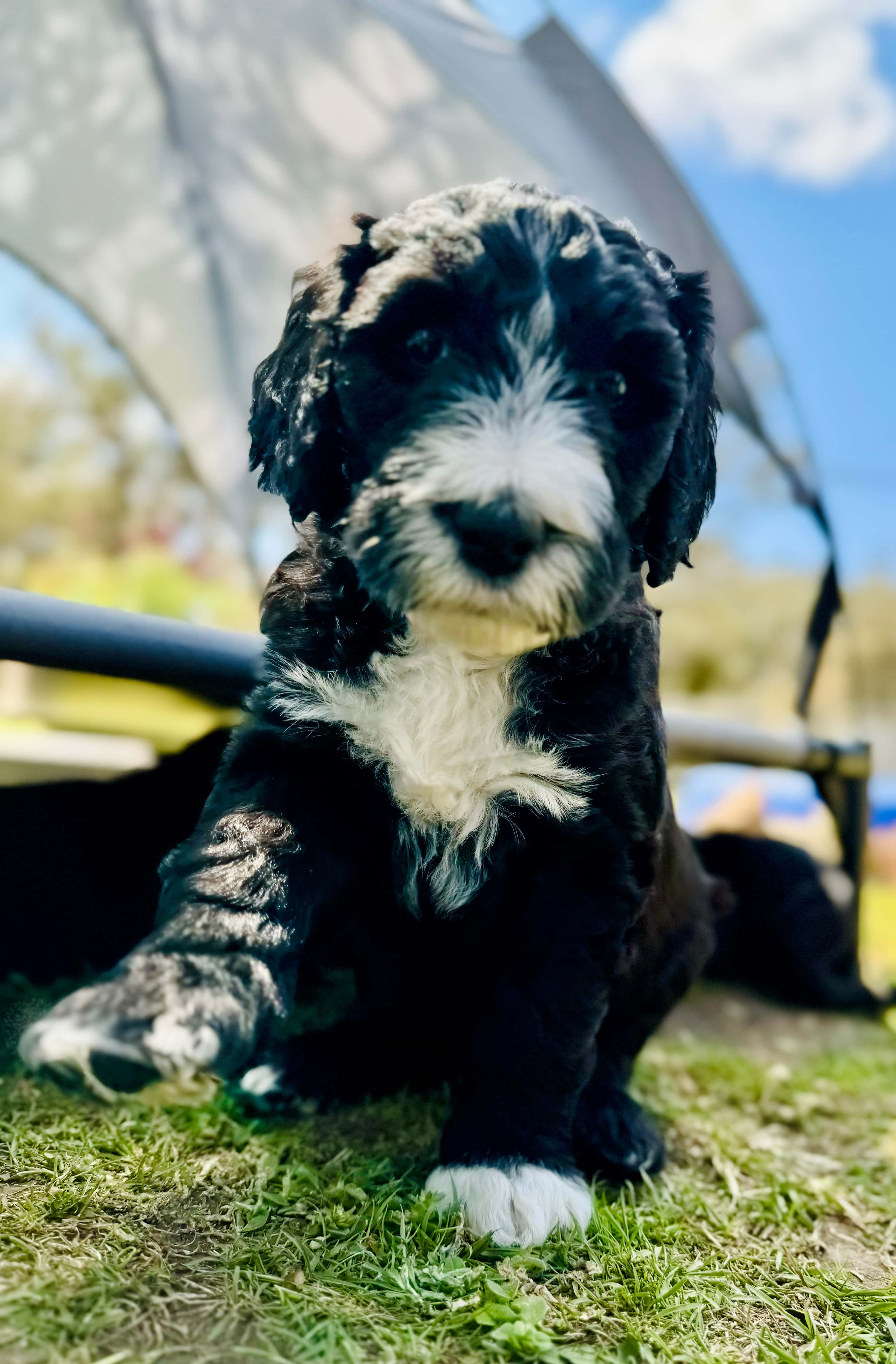 ALLOCATED - AMEE - Yellow Collar Sheepadoodle 