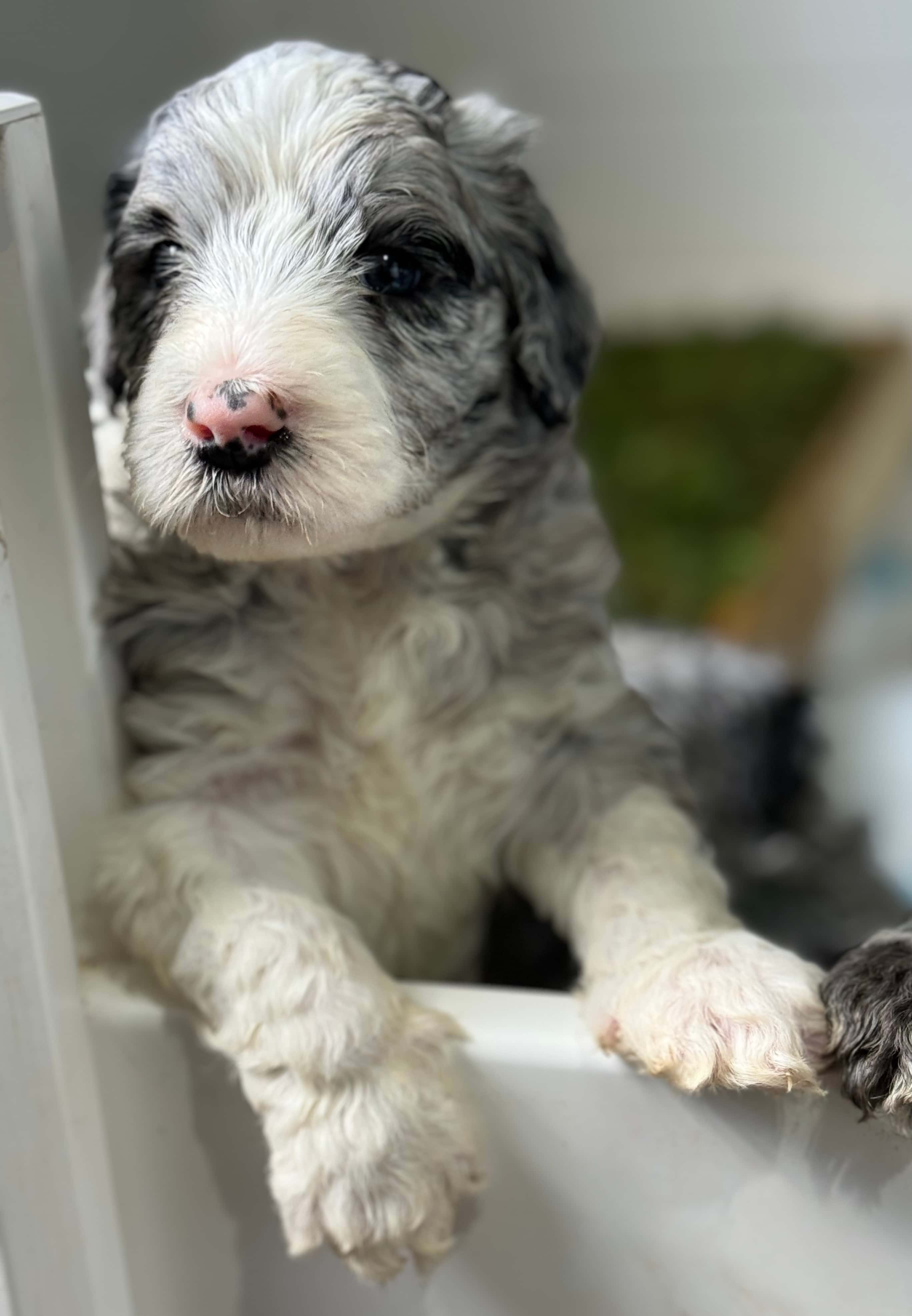 Billie - ALLOCATED - Black Collar Sheepadoodle 