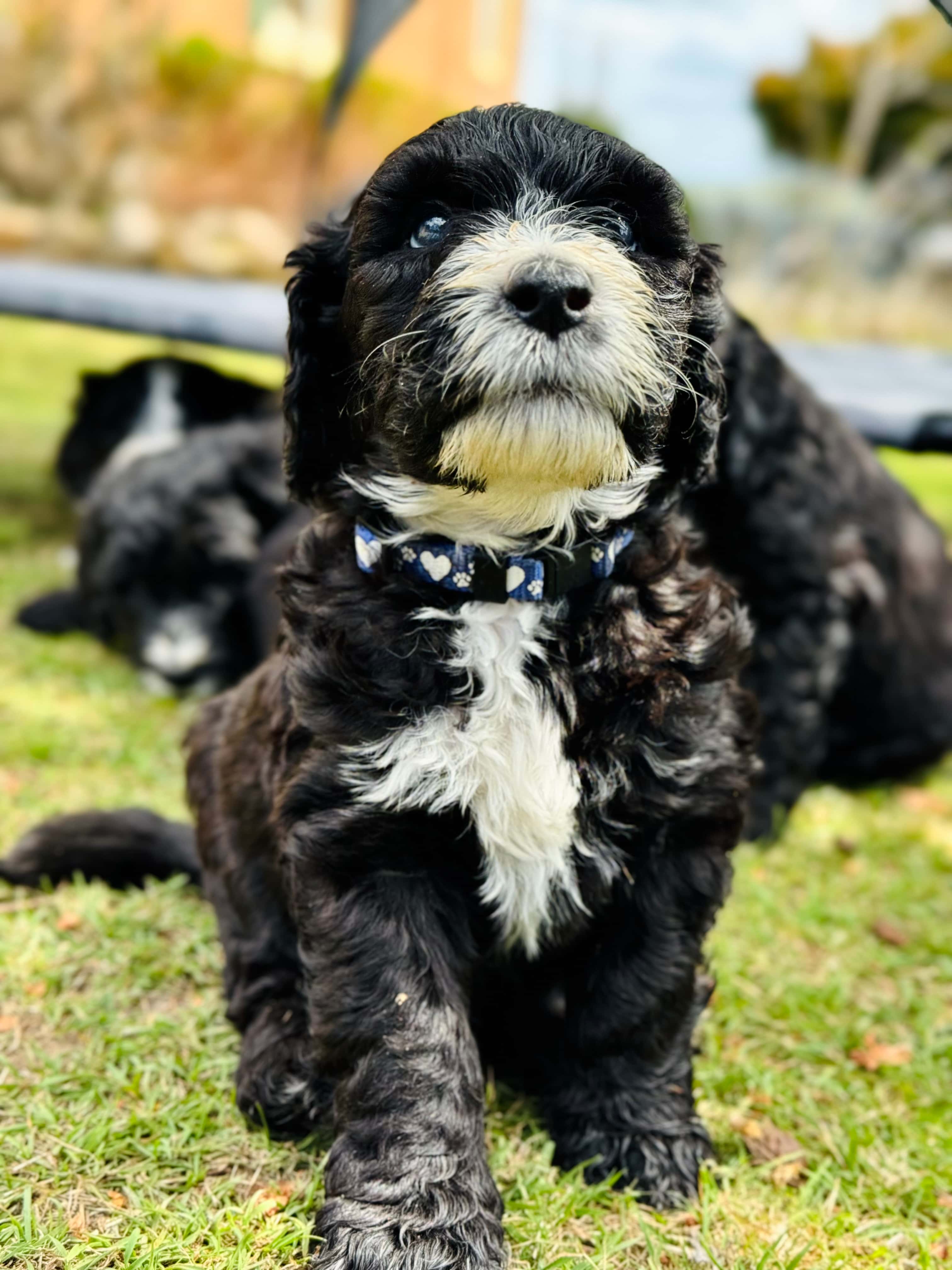 ALLOCATED - BLUE - Blue Collar Sheepadoodle 