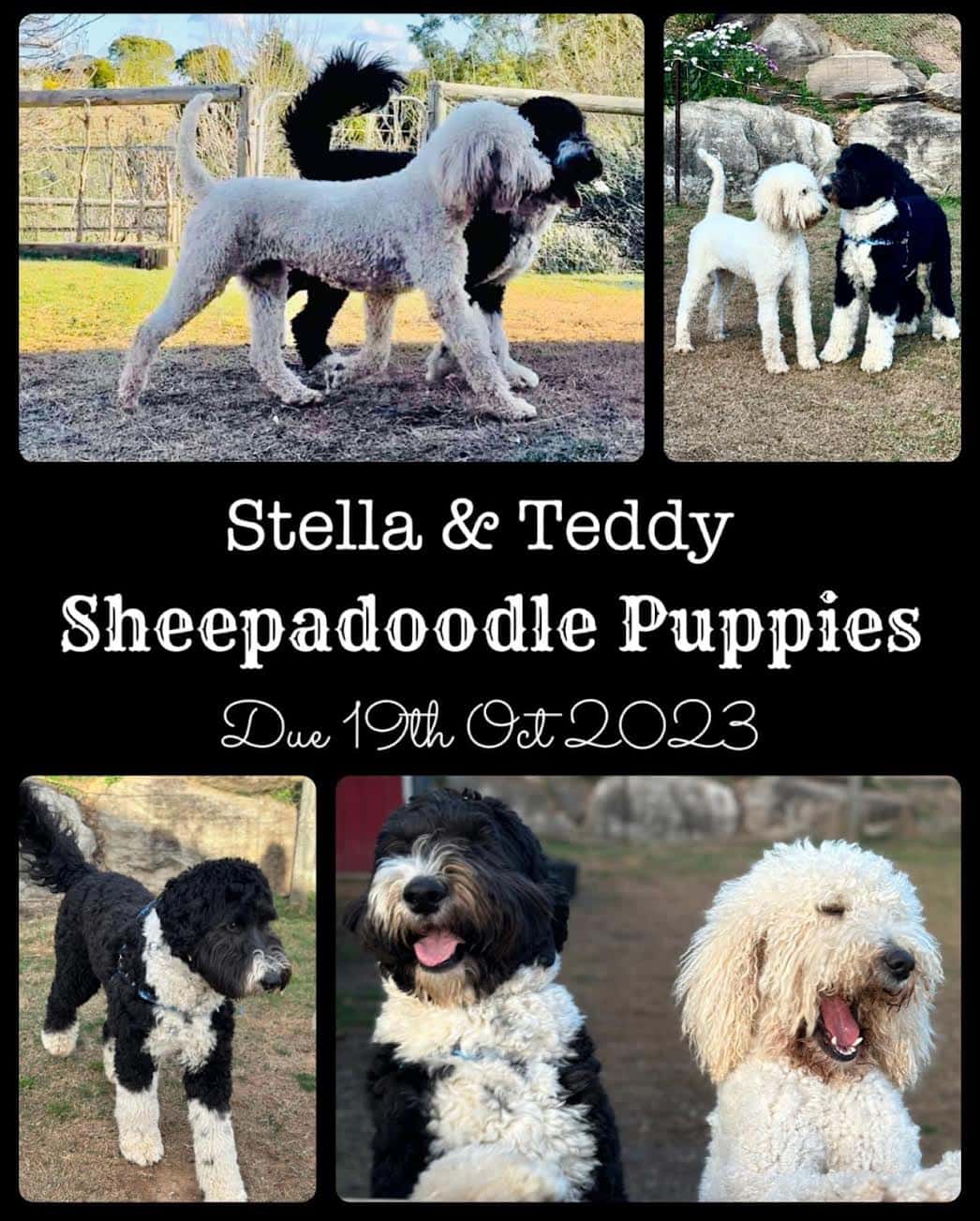 Stella + Teddy 2023