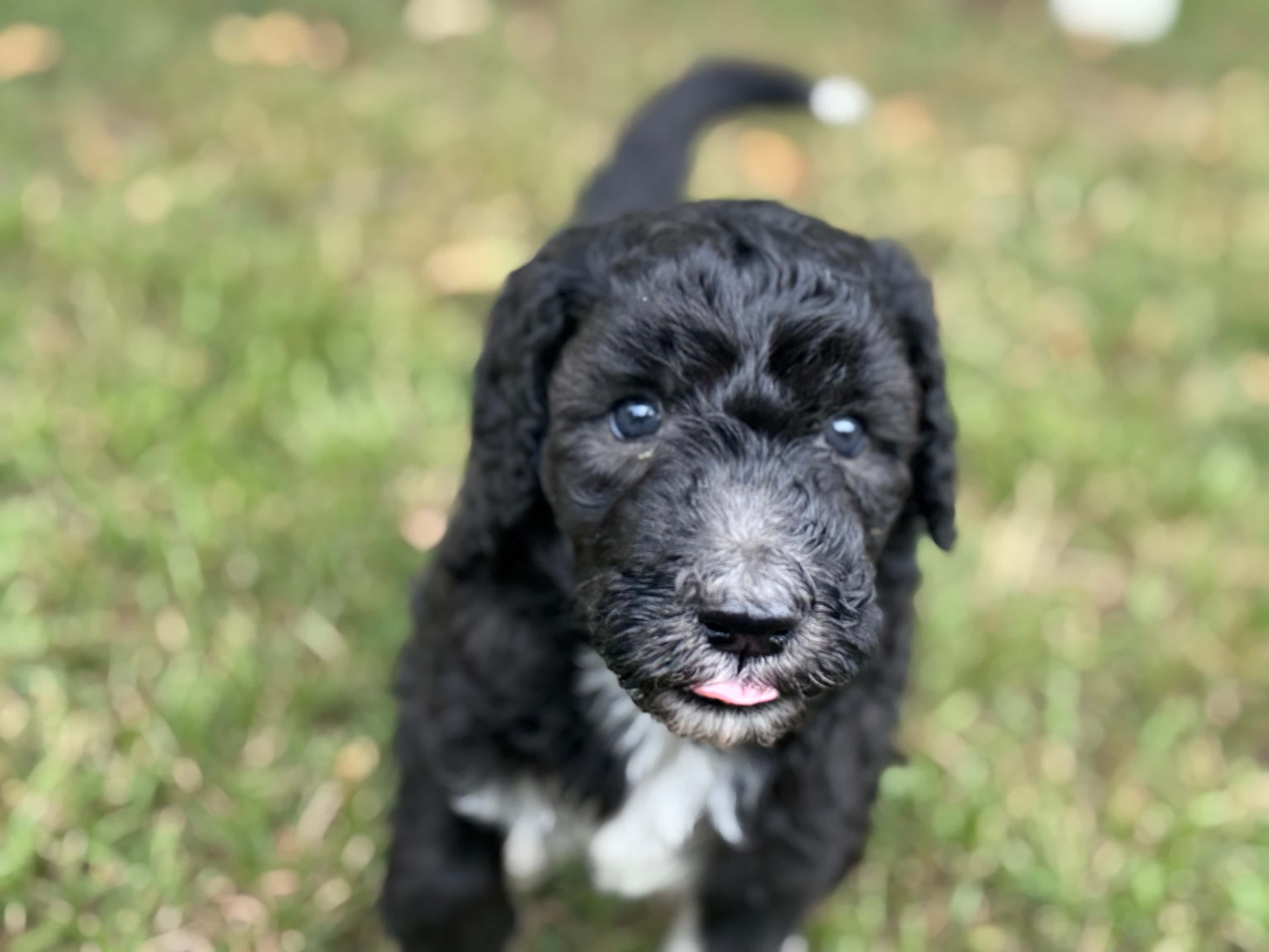 Dulux Sheepadoodle