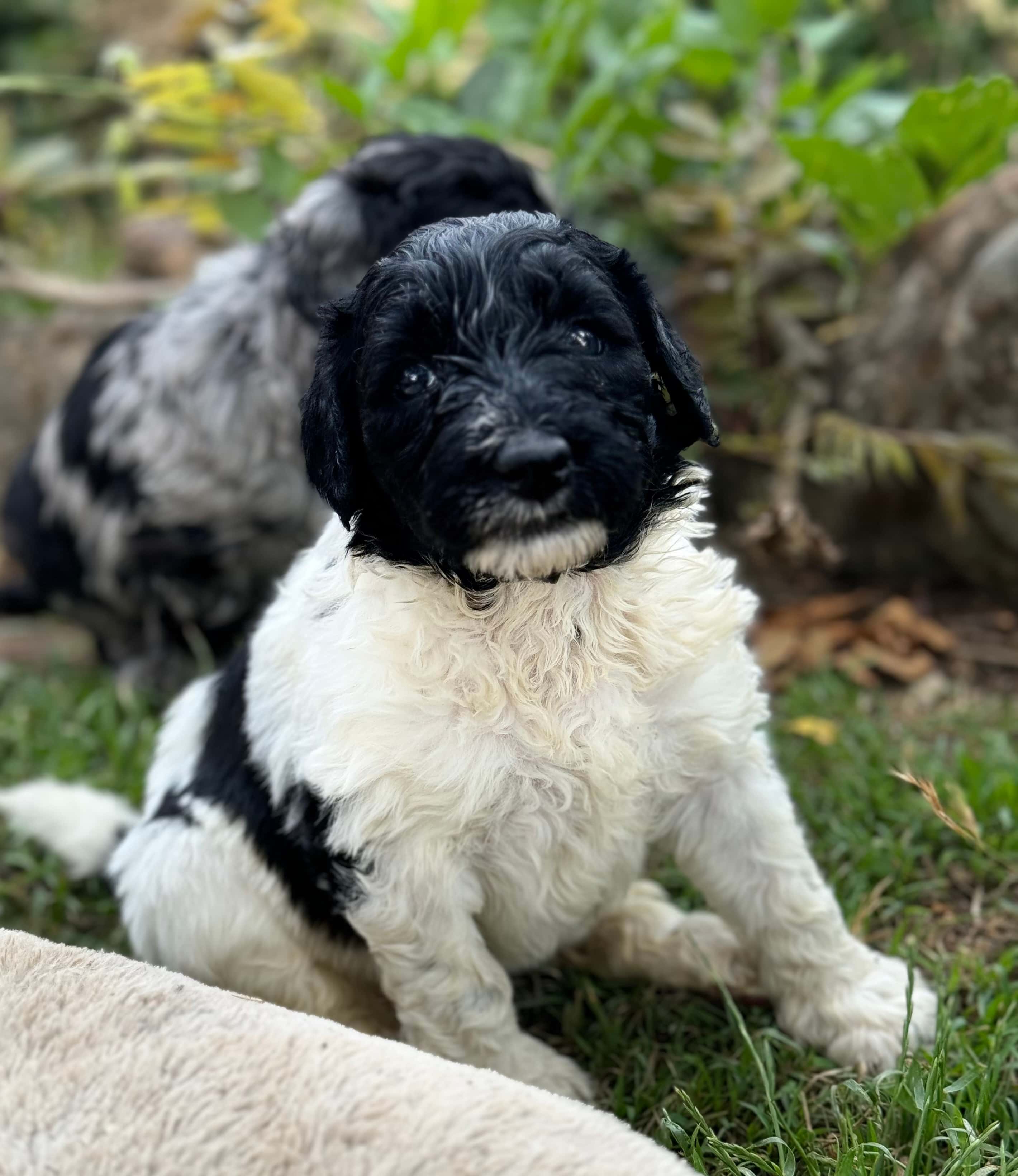 Frankie ALLOCATED - yellow collar sheepadoodle