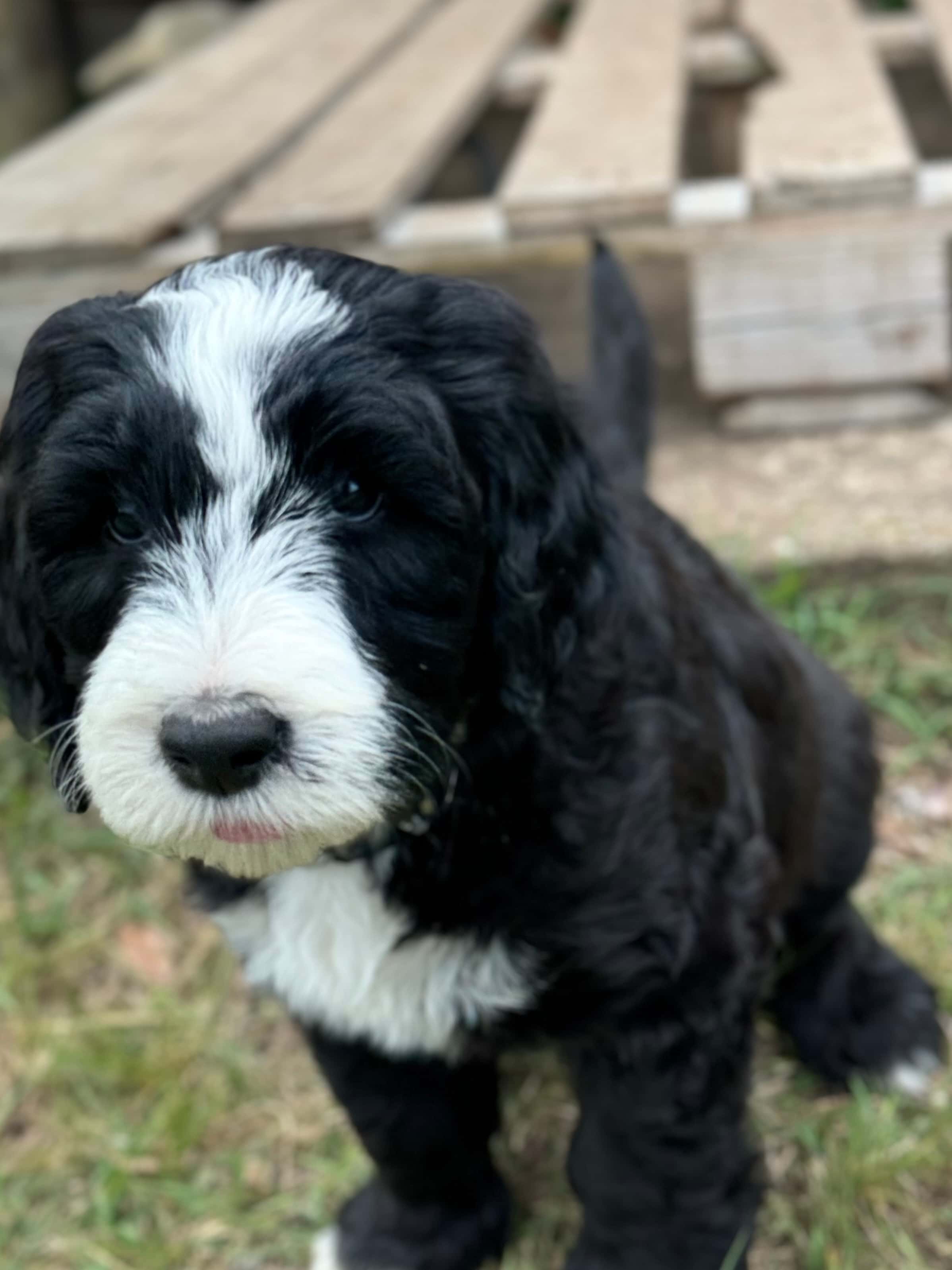 Ariat - Grey Collar Sheepadoodle 