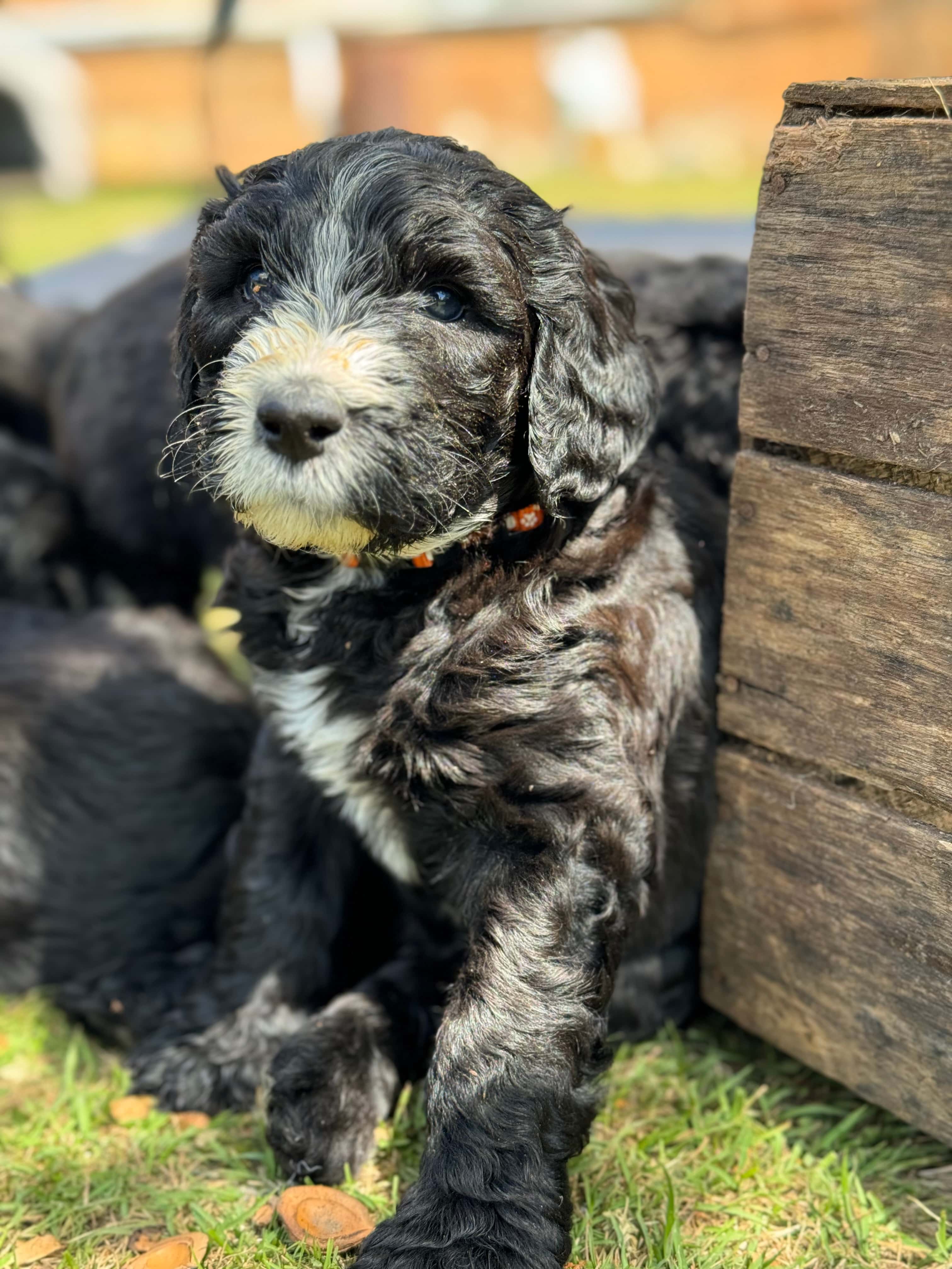 ALLOCATED - BAXTER Orange Collar Sheepadoodle 