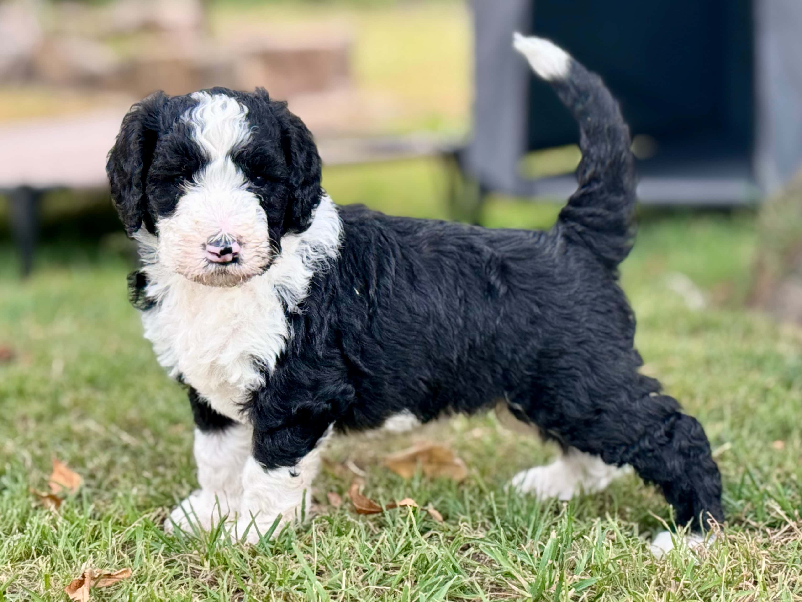 Barkley Sheepadoodle