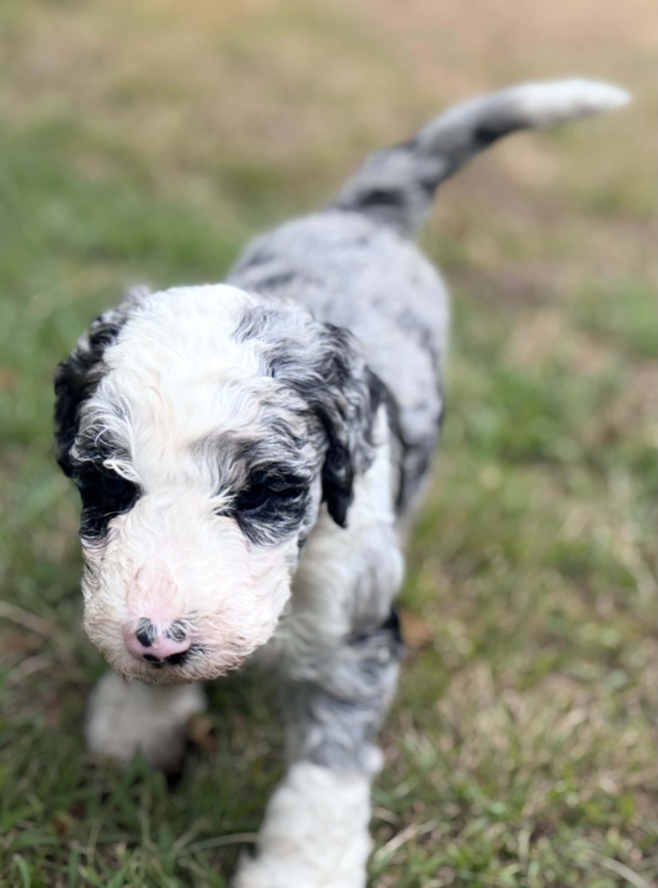 Sprocket Sheepadoodle