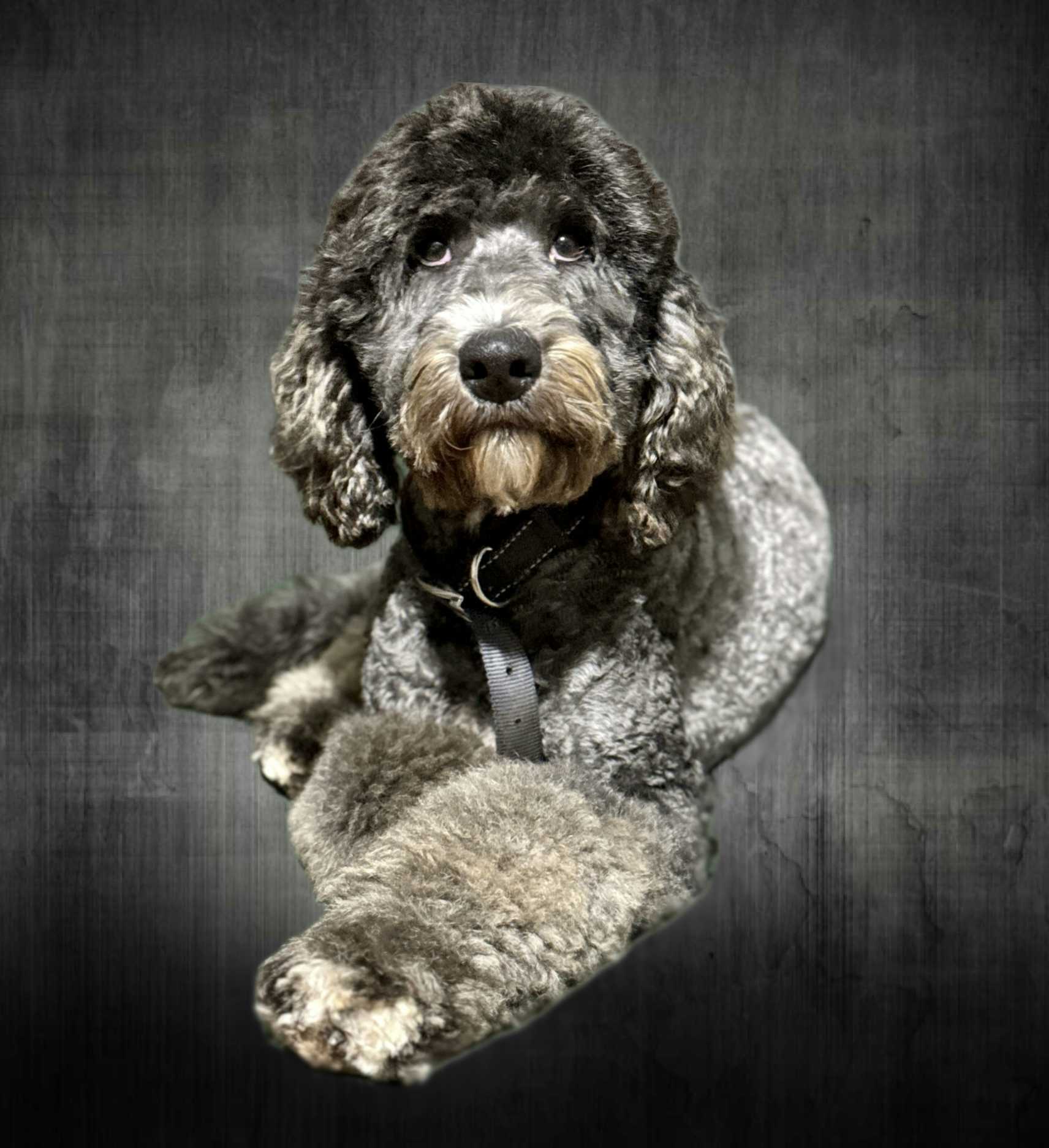 Sorren Sheepadoodle 