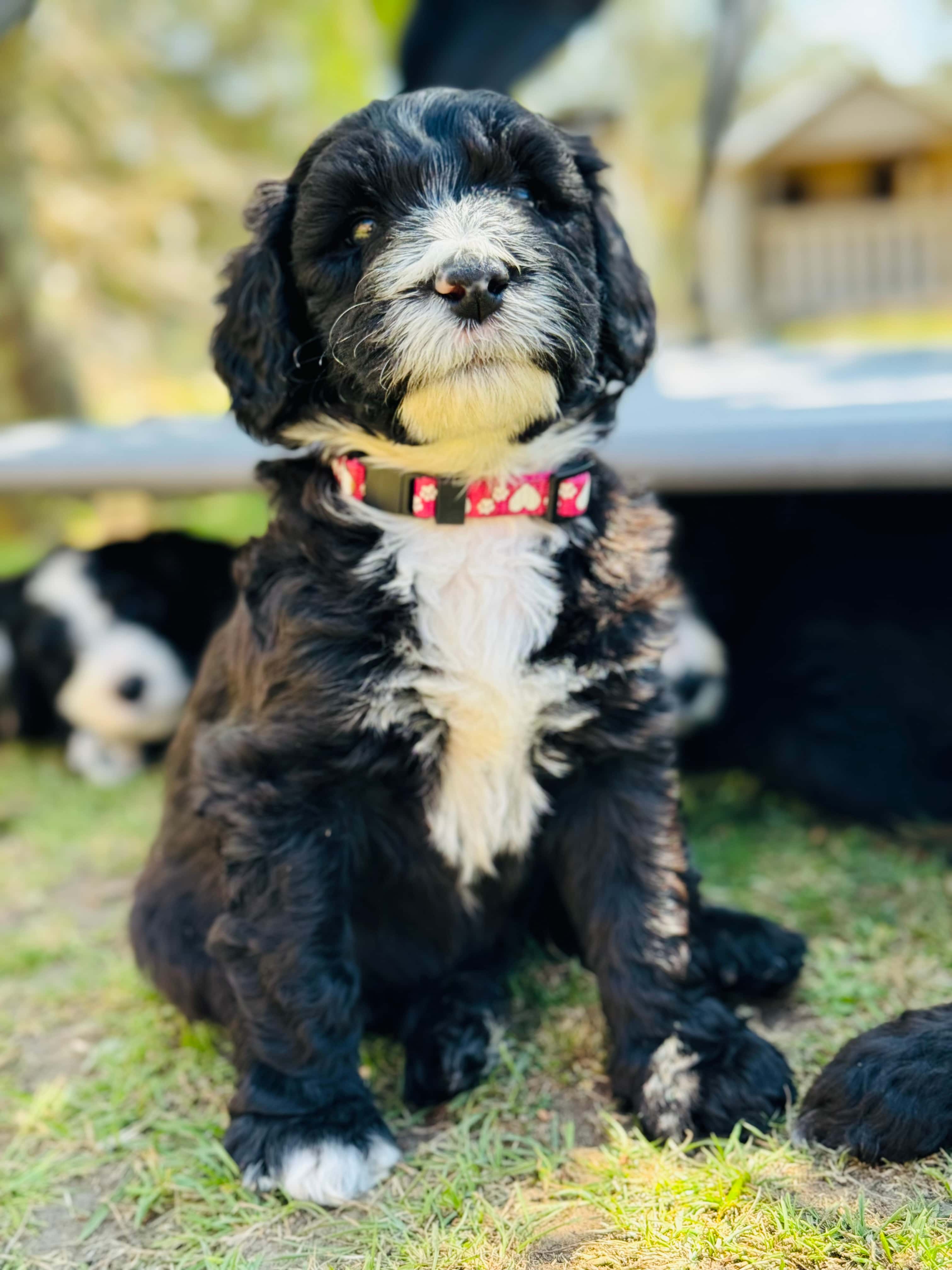 ALLOCATED - DOLLY - Pink Collar Sheepadoodle 