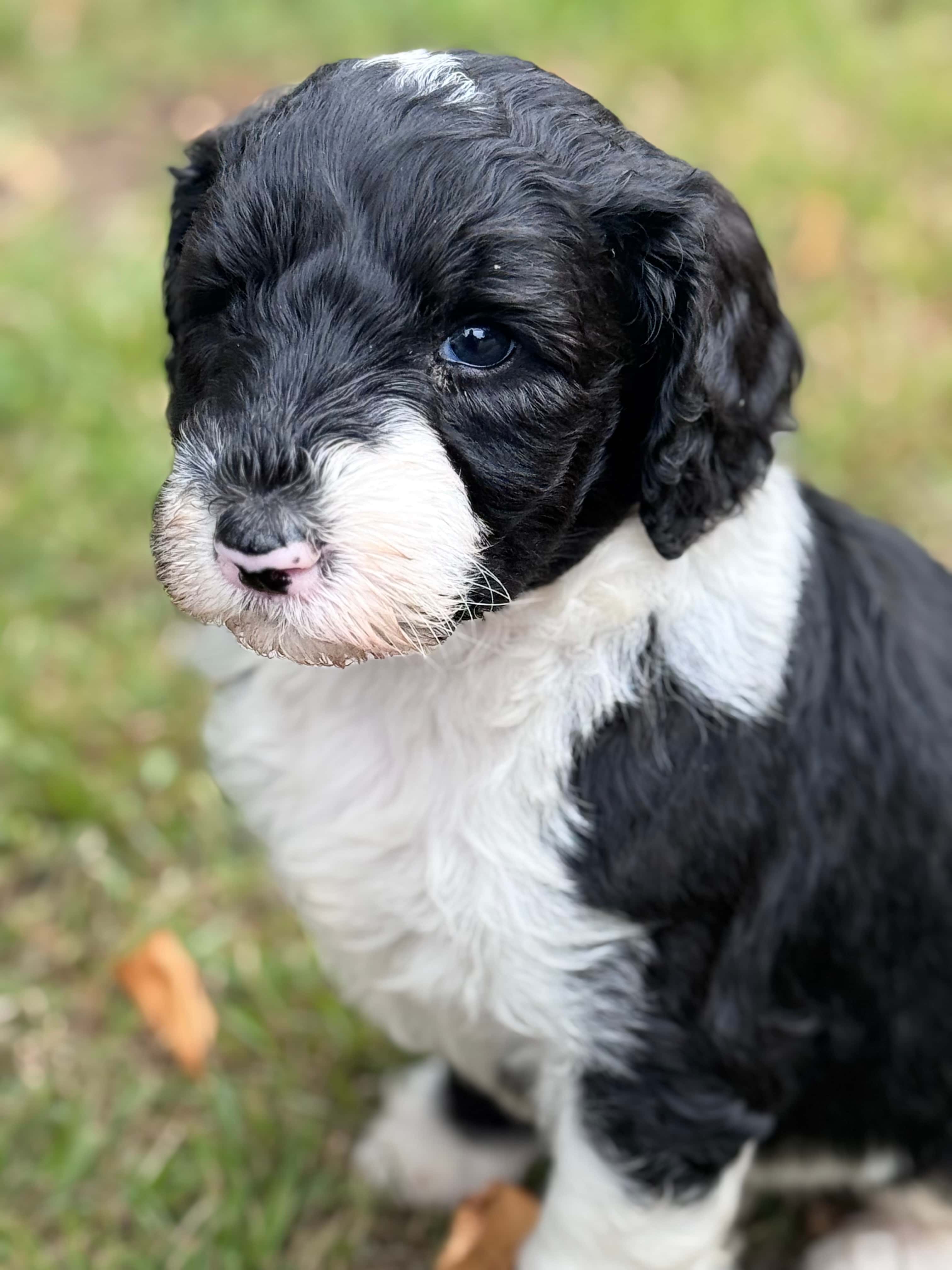 Max Sheepadoodle