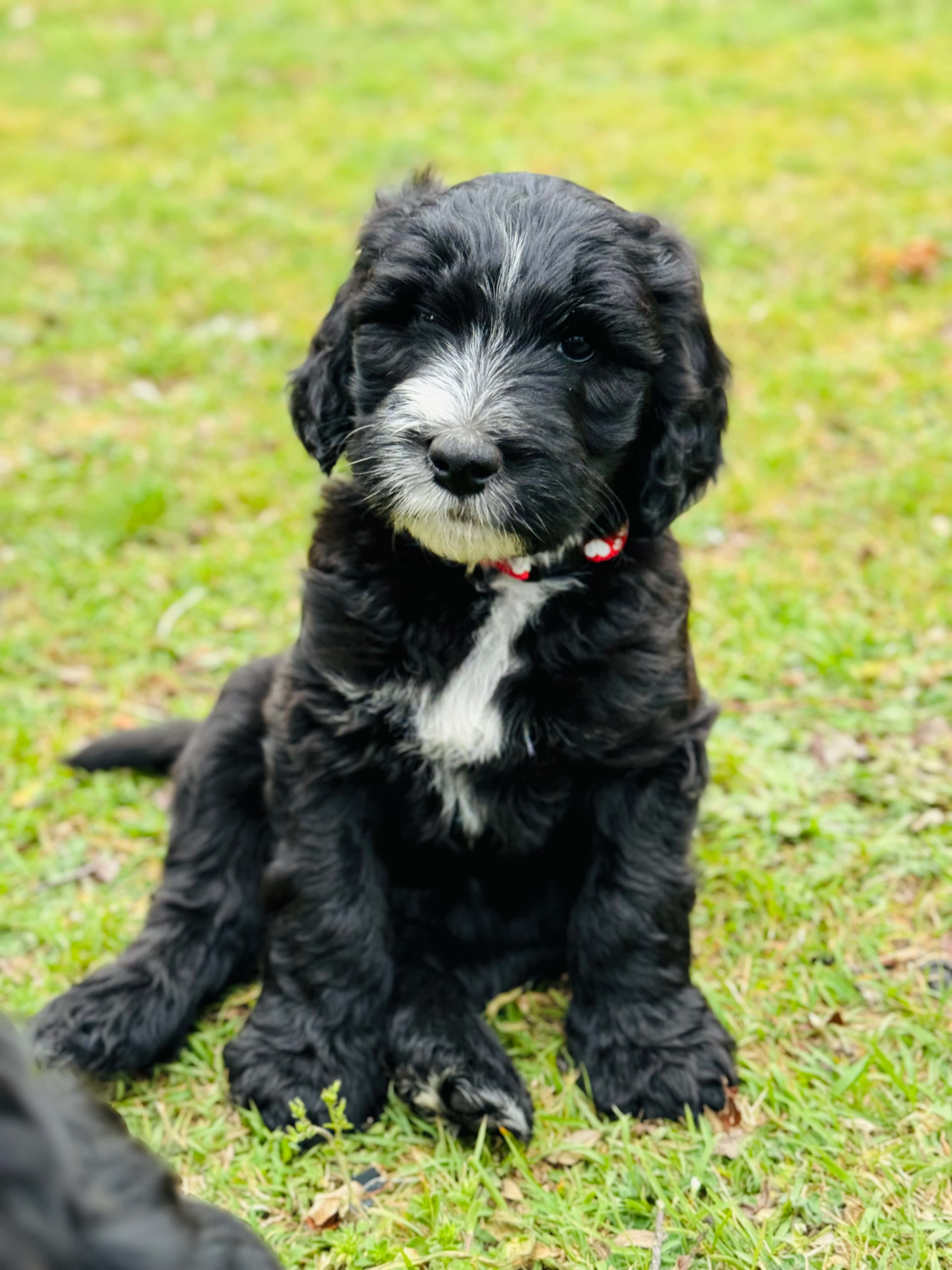 AKUBRA - Red Collar Sheepadoodle 