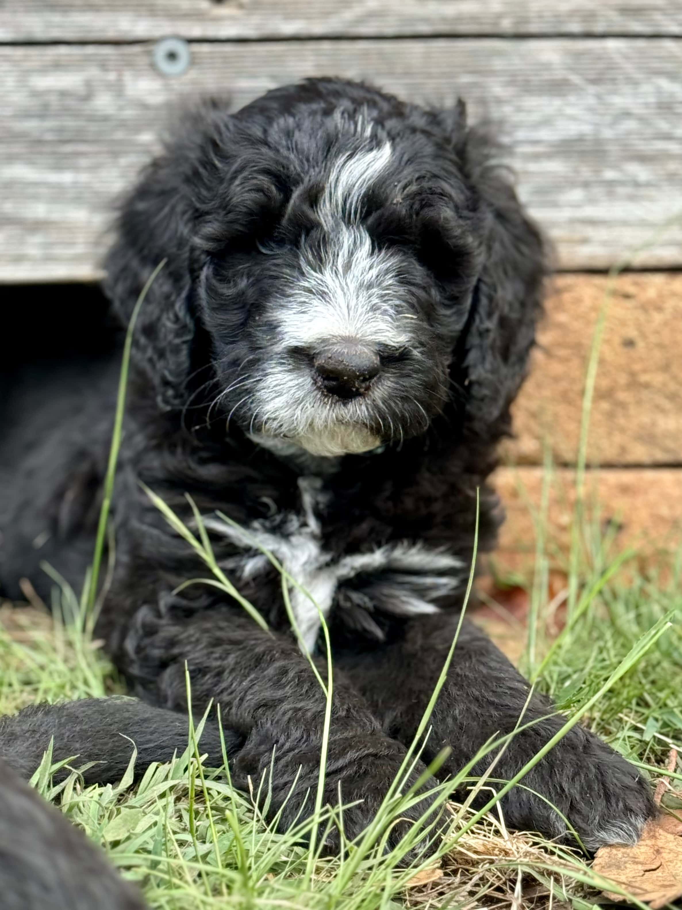 EVERETT - Light Blue Collar Sheepadoodle 