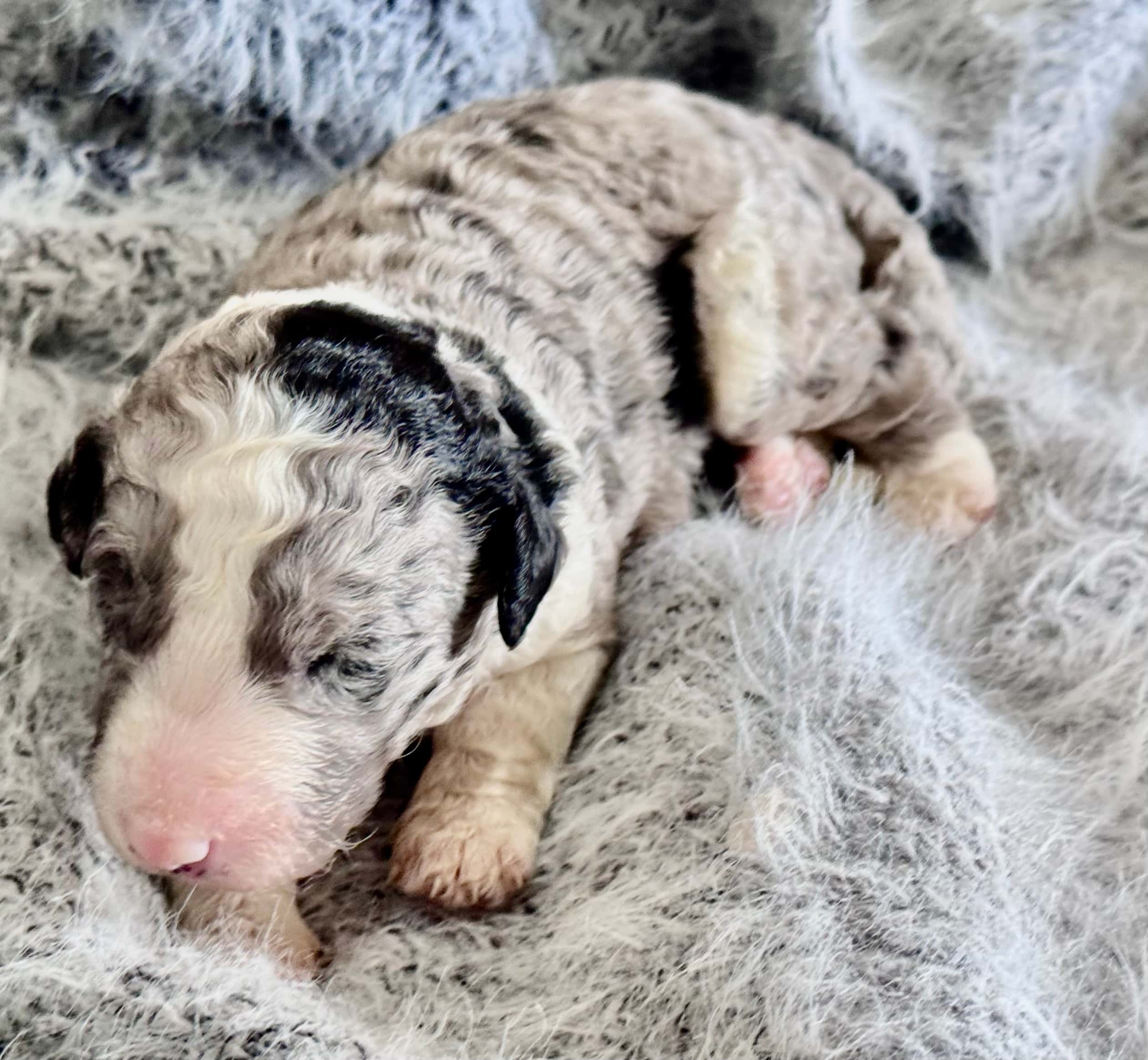 Farley Sheepadoodle