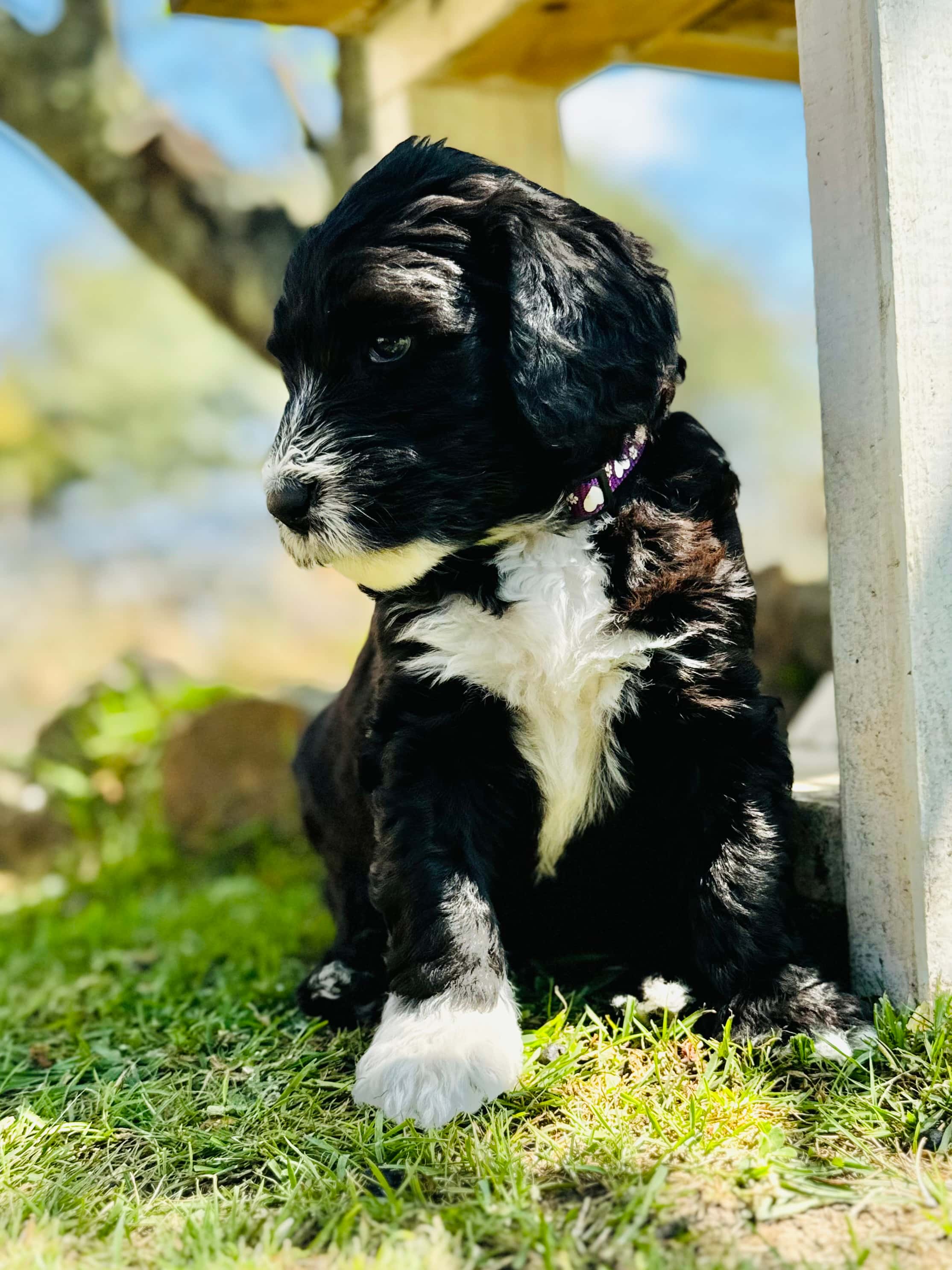 ALLOCATED - DREAM - Purple Collar Sheepadoodle 