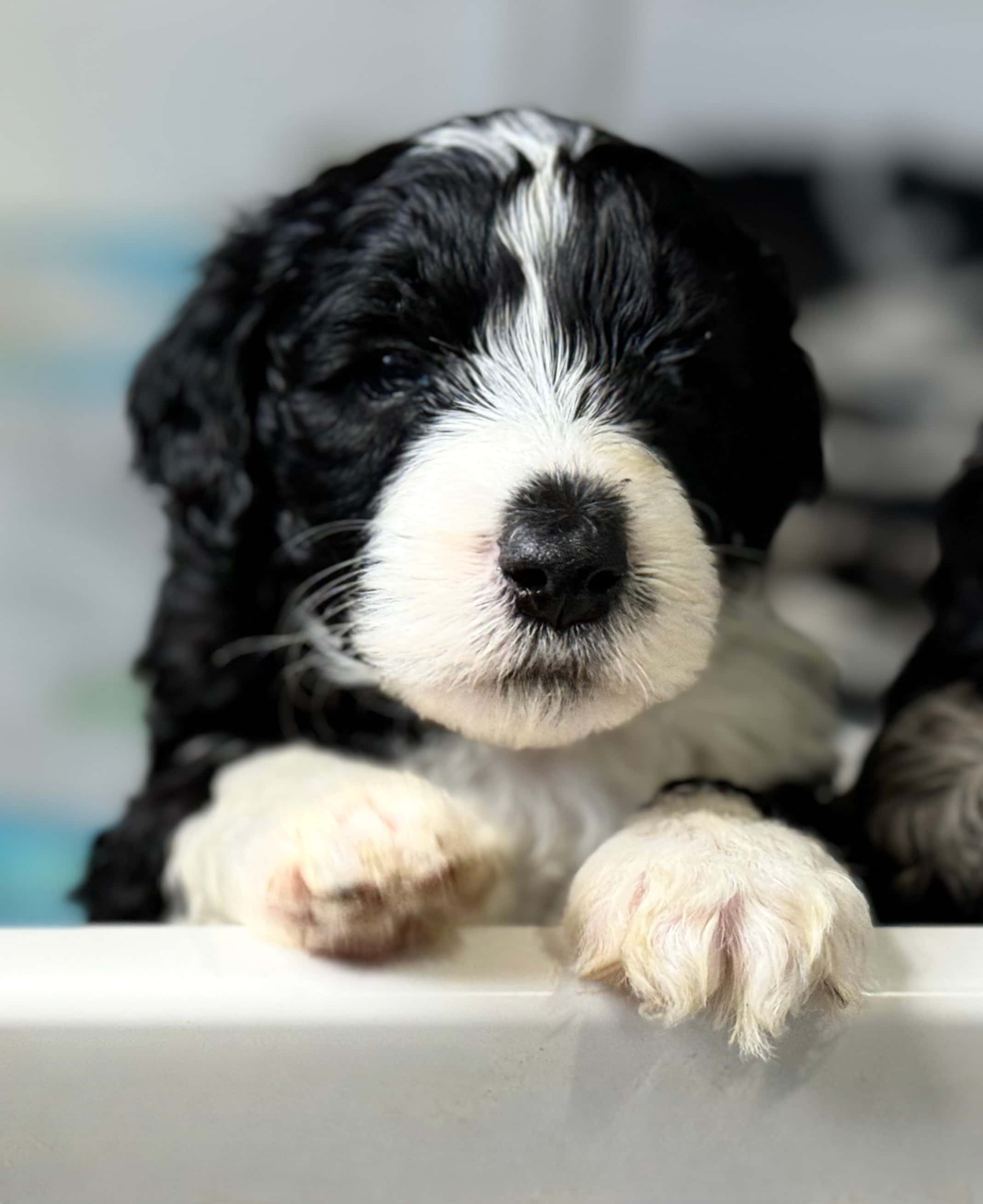 Jessie - ALLOCATED - Blue Collar Sheepadoodle 