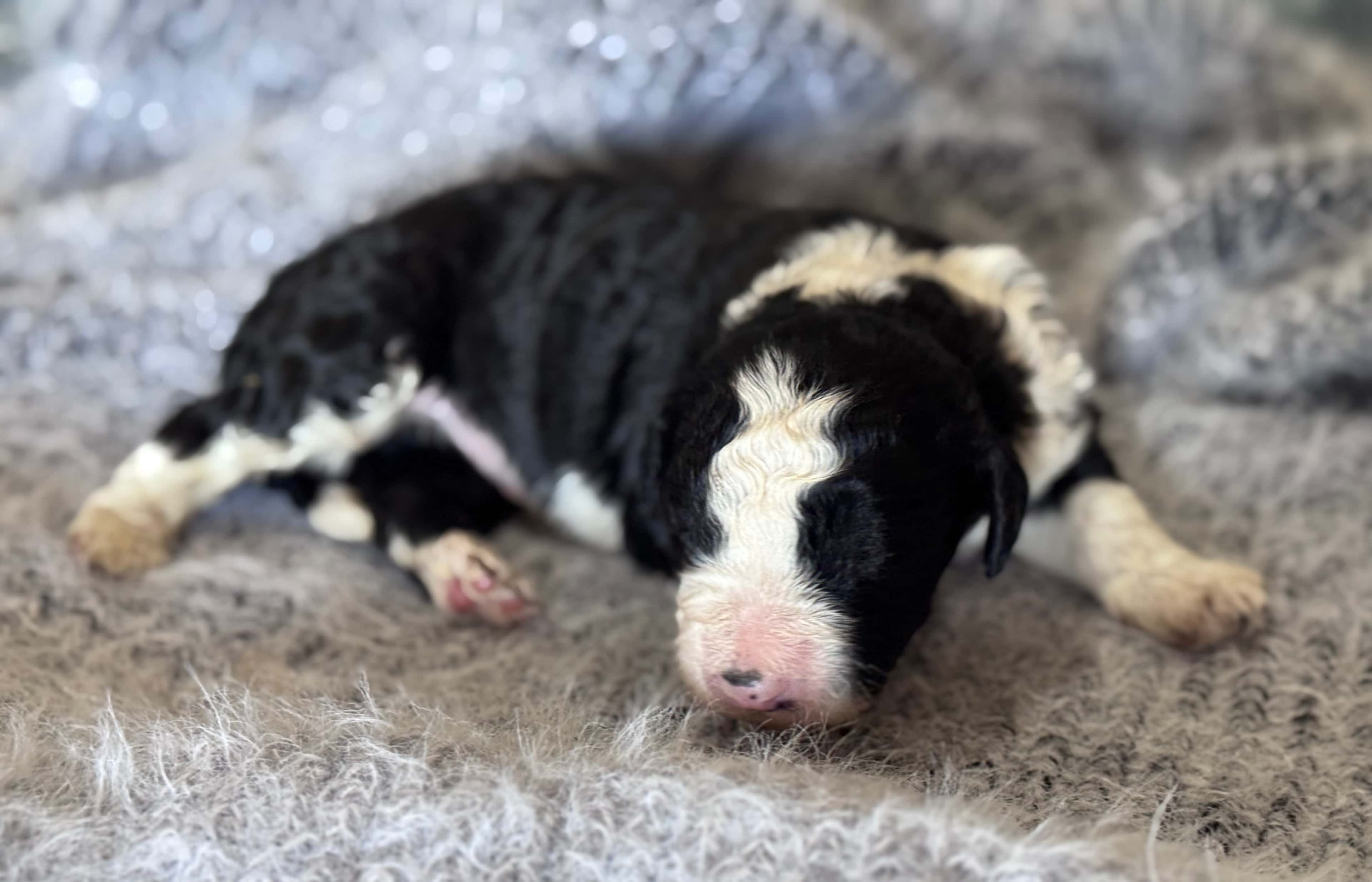 Barkley Sheepadoodle