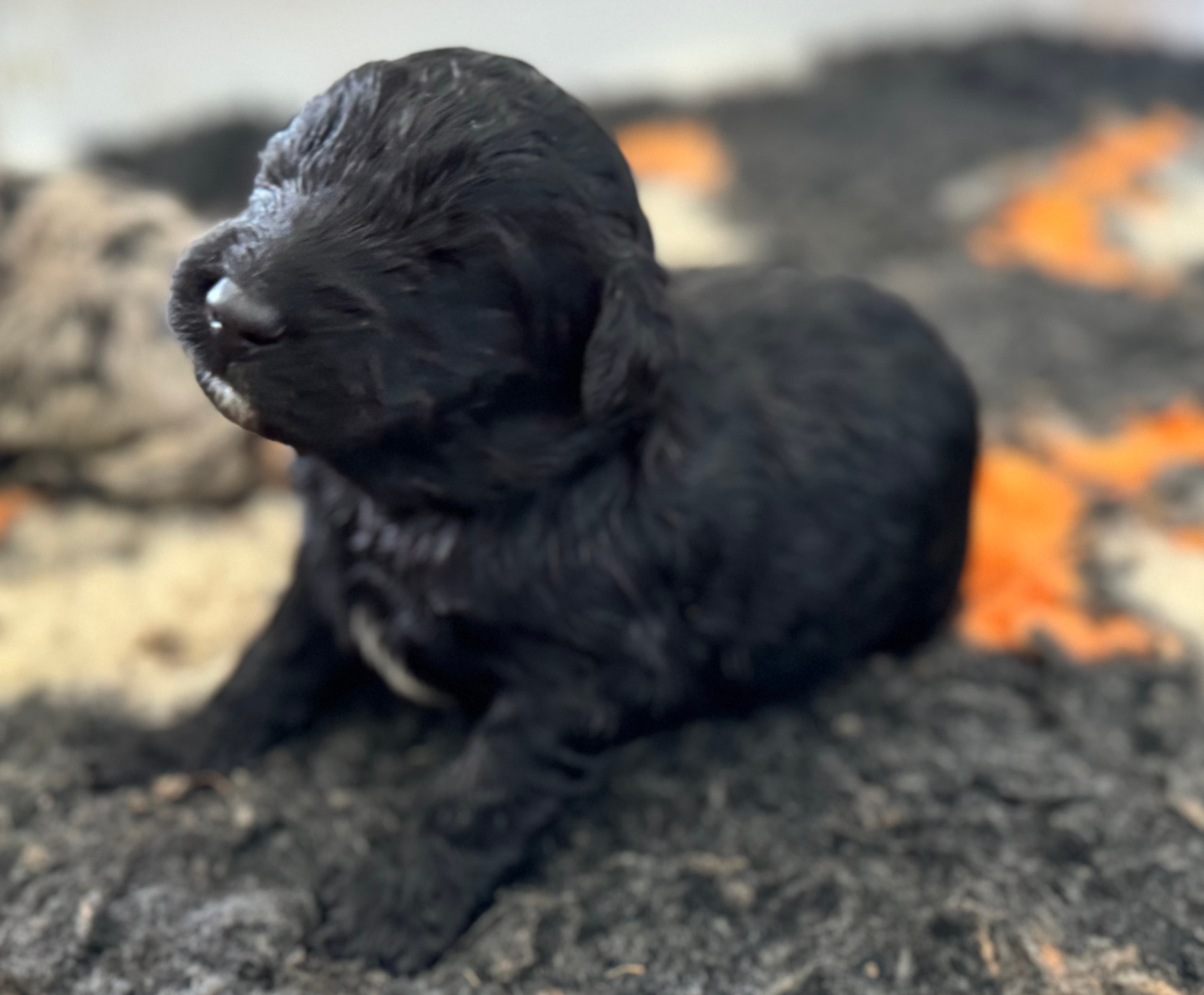 Frank - ALLOCATED - Orange collar Sheepadoodle