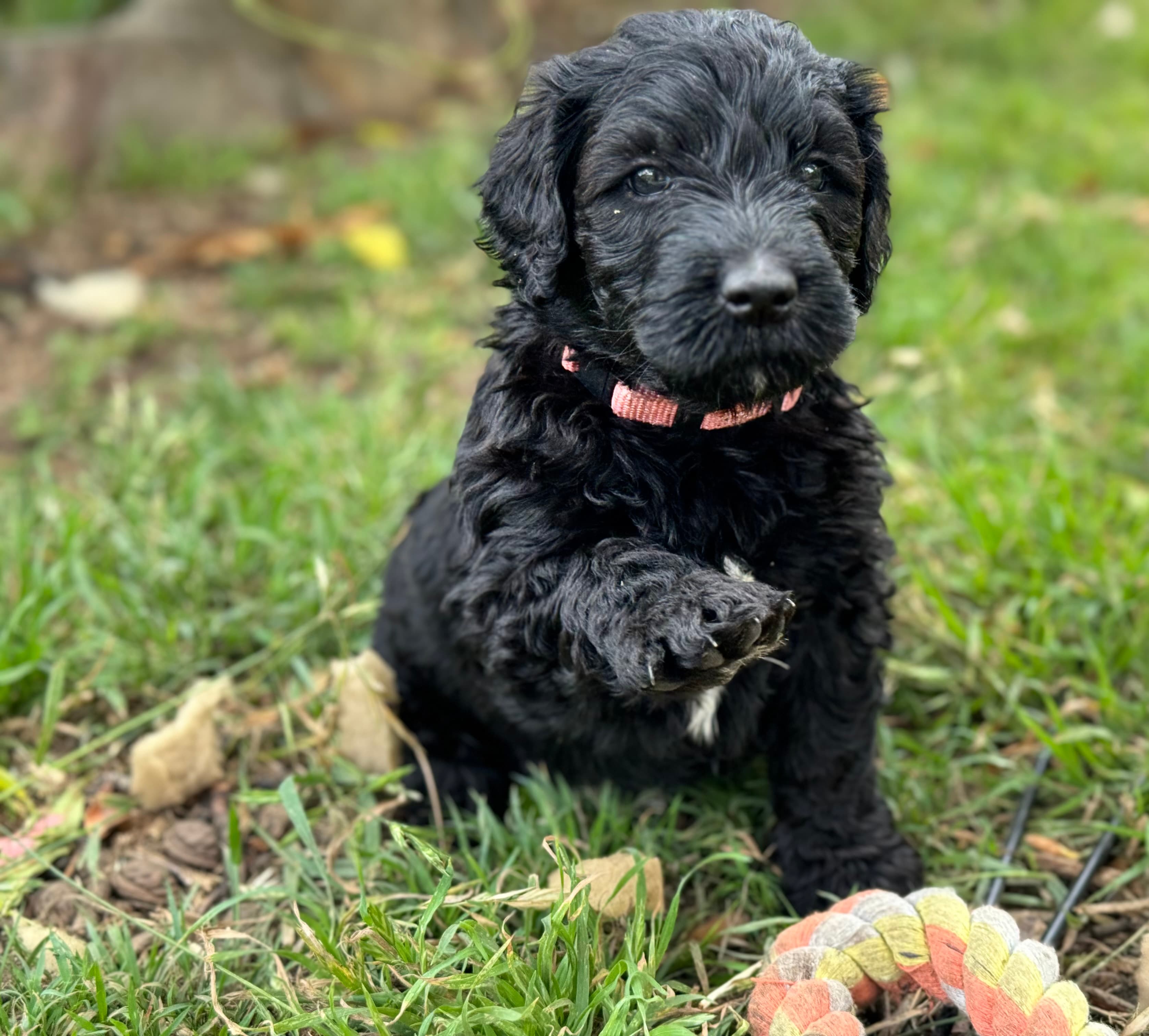 Daisy - ALLOCATED - Pink Collar