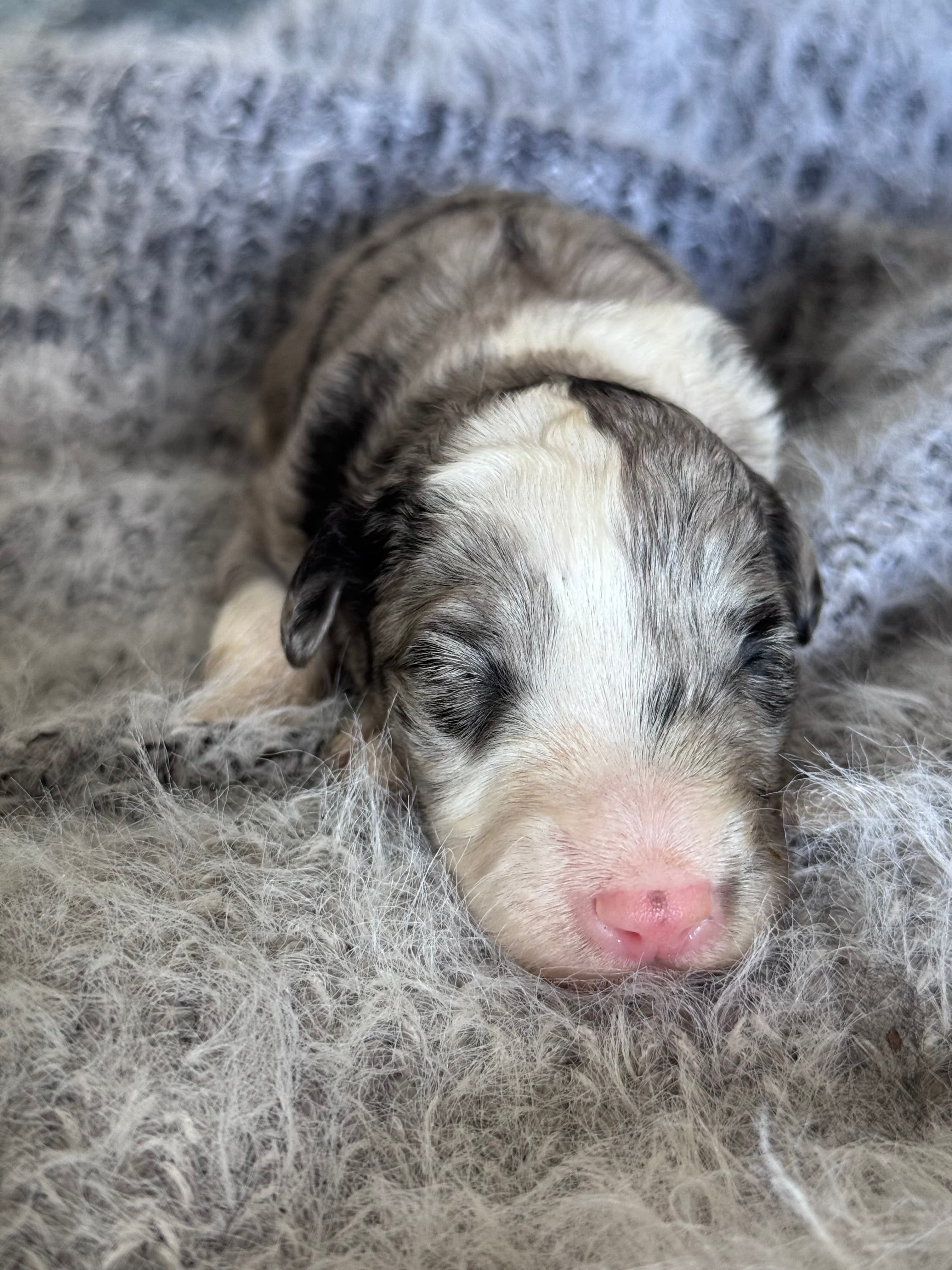 Sam - Sheepadoodle - ALLOCATED