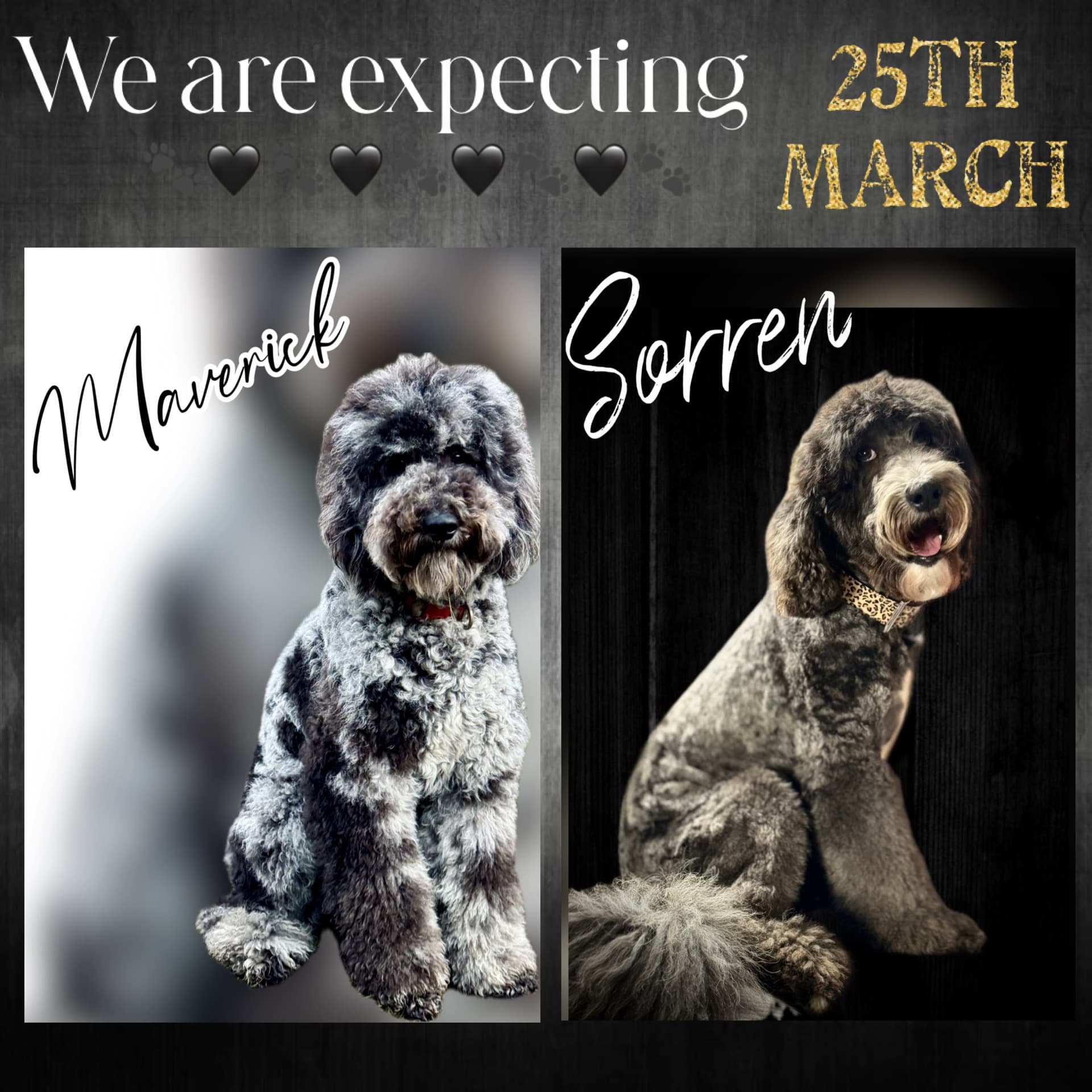 Sorren and Maverick March 2025