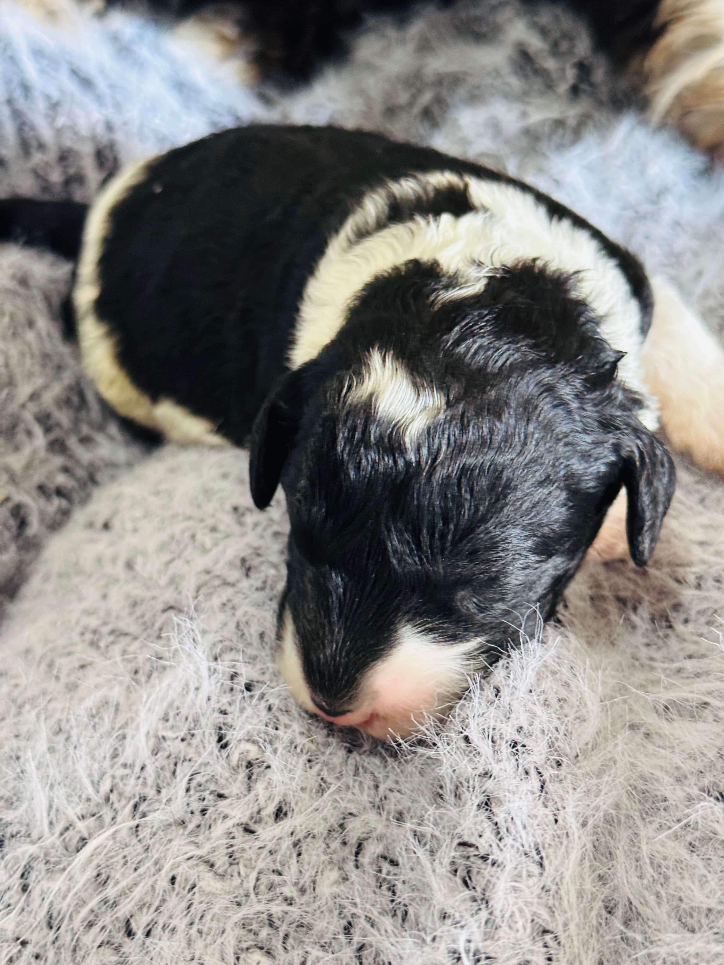 Max - Sheepadoodle - ALLOCATED