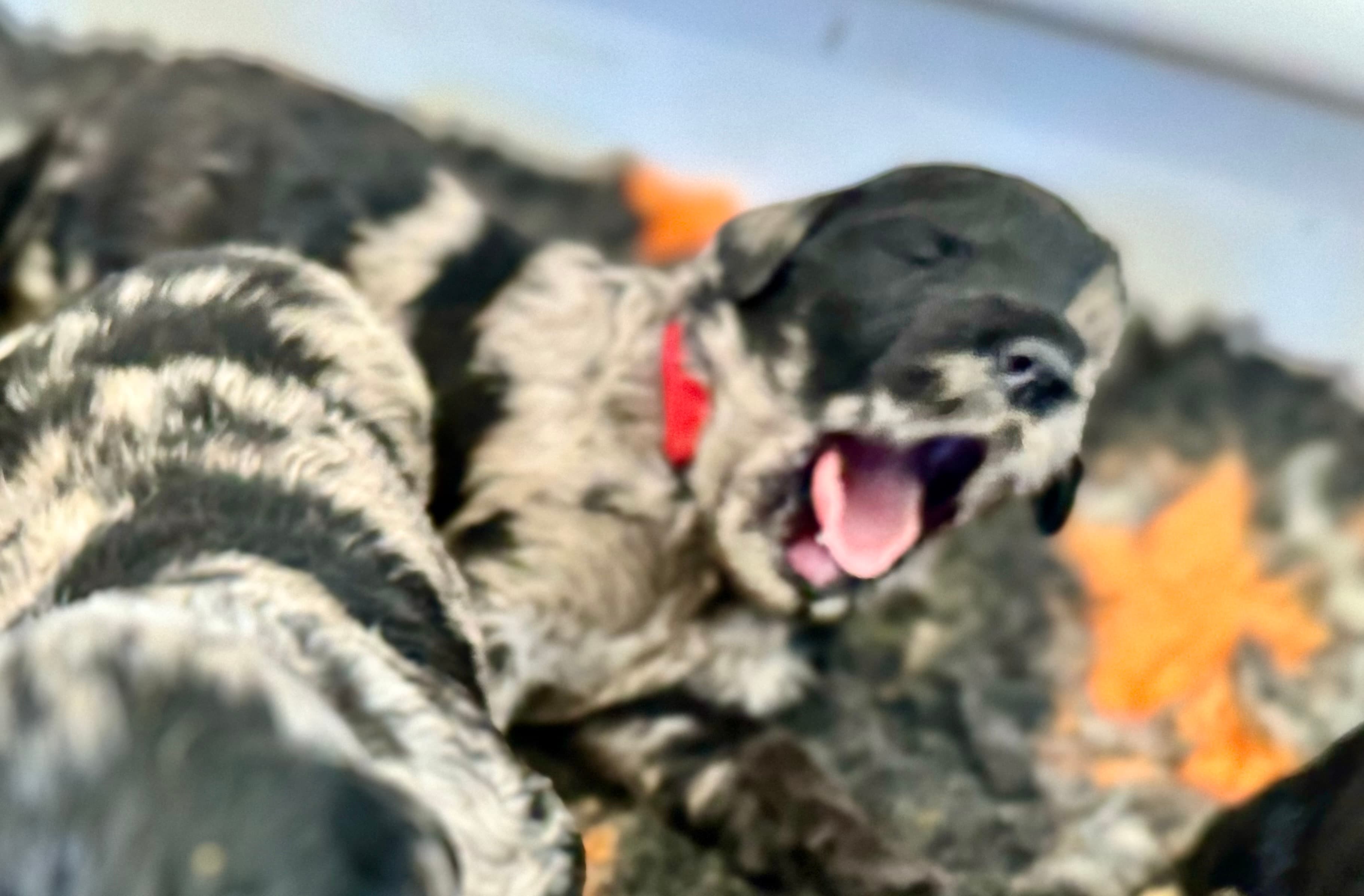 Wyatt - ALLOCATED - red collar sheepadoodle