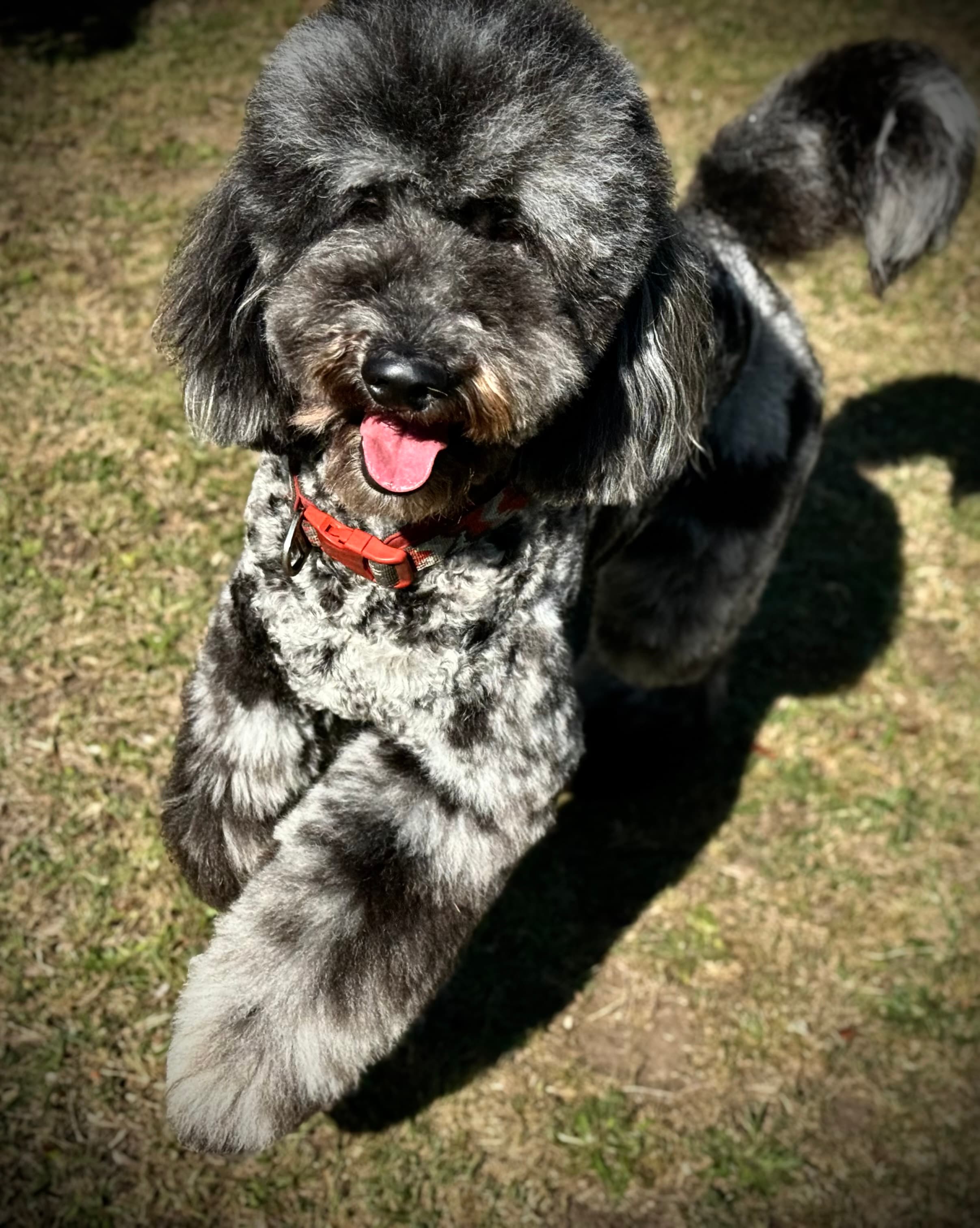 Maverick Blue Merle Standard Poodle