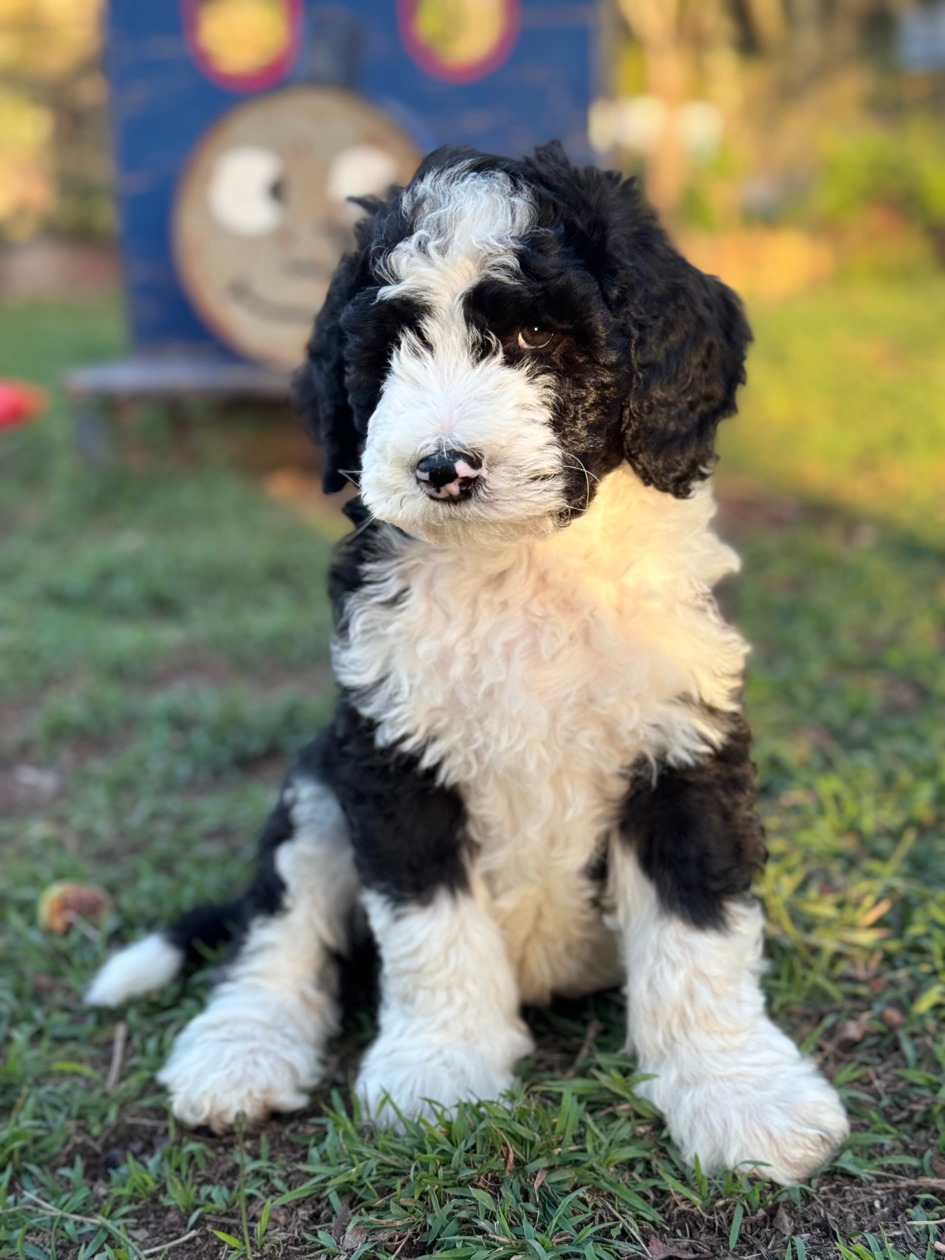 Barkley - Sheepadoodle - ALLOCATED