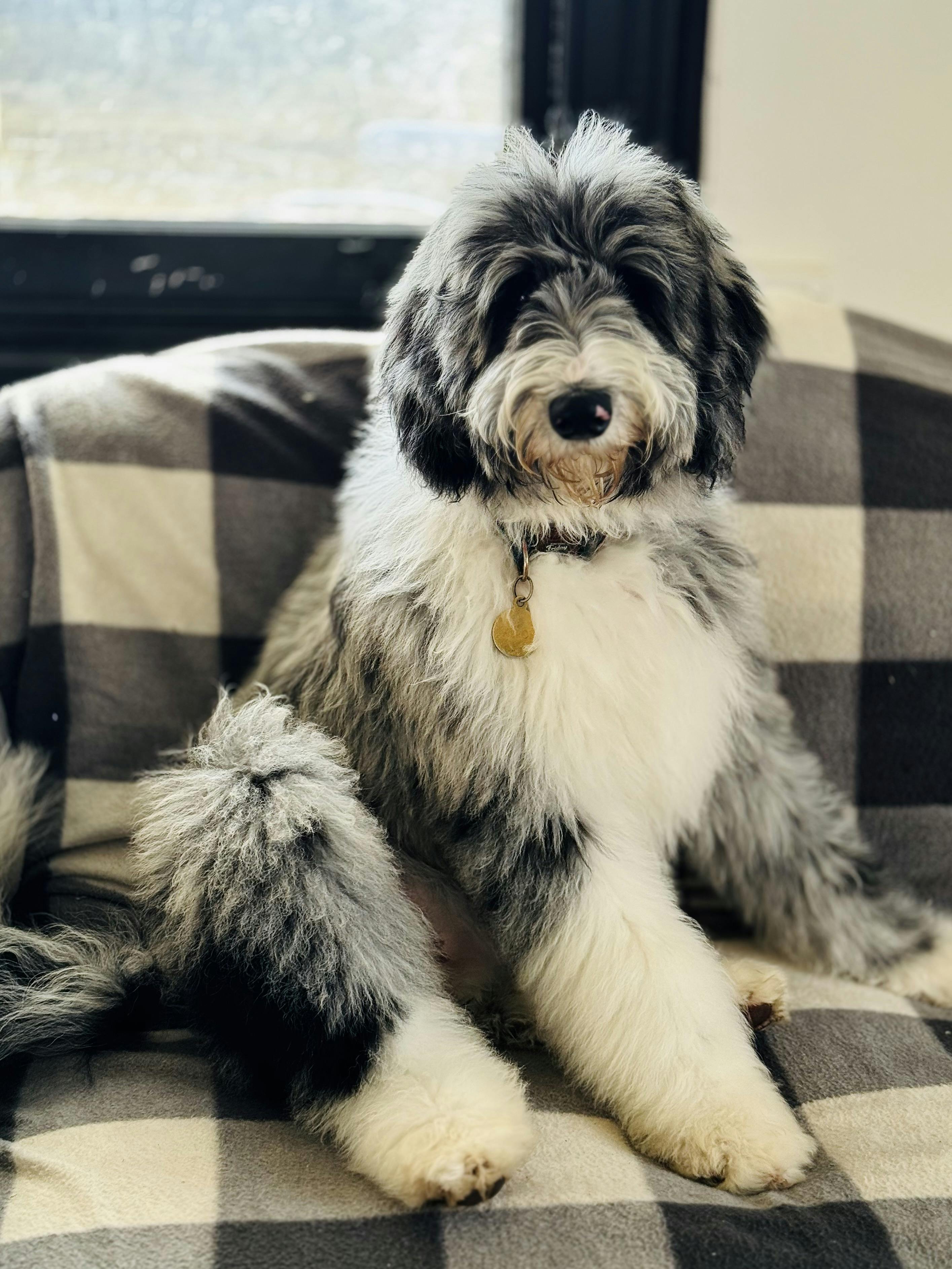 Fallon Merle Standard Sheepadoodle