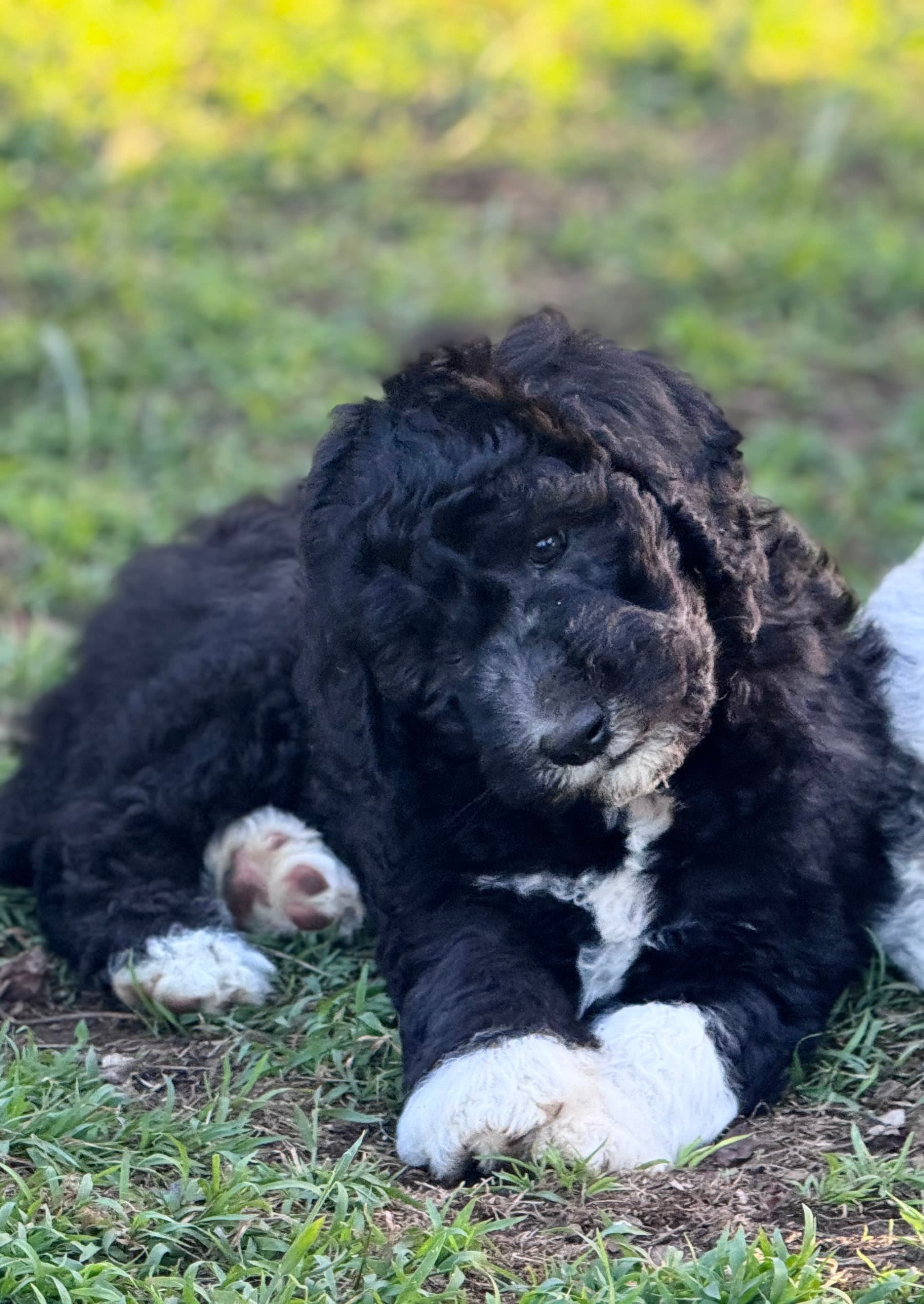 Dulux - Sheepadoodle - ALLOCATED