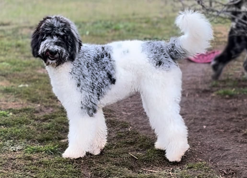 Reagan Parti Merle Standard Sheepadoodle