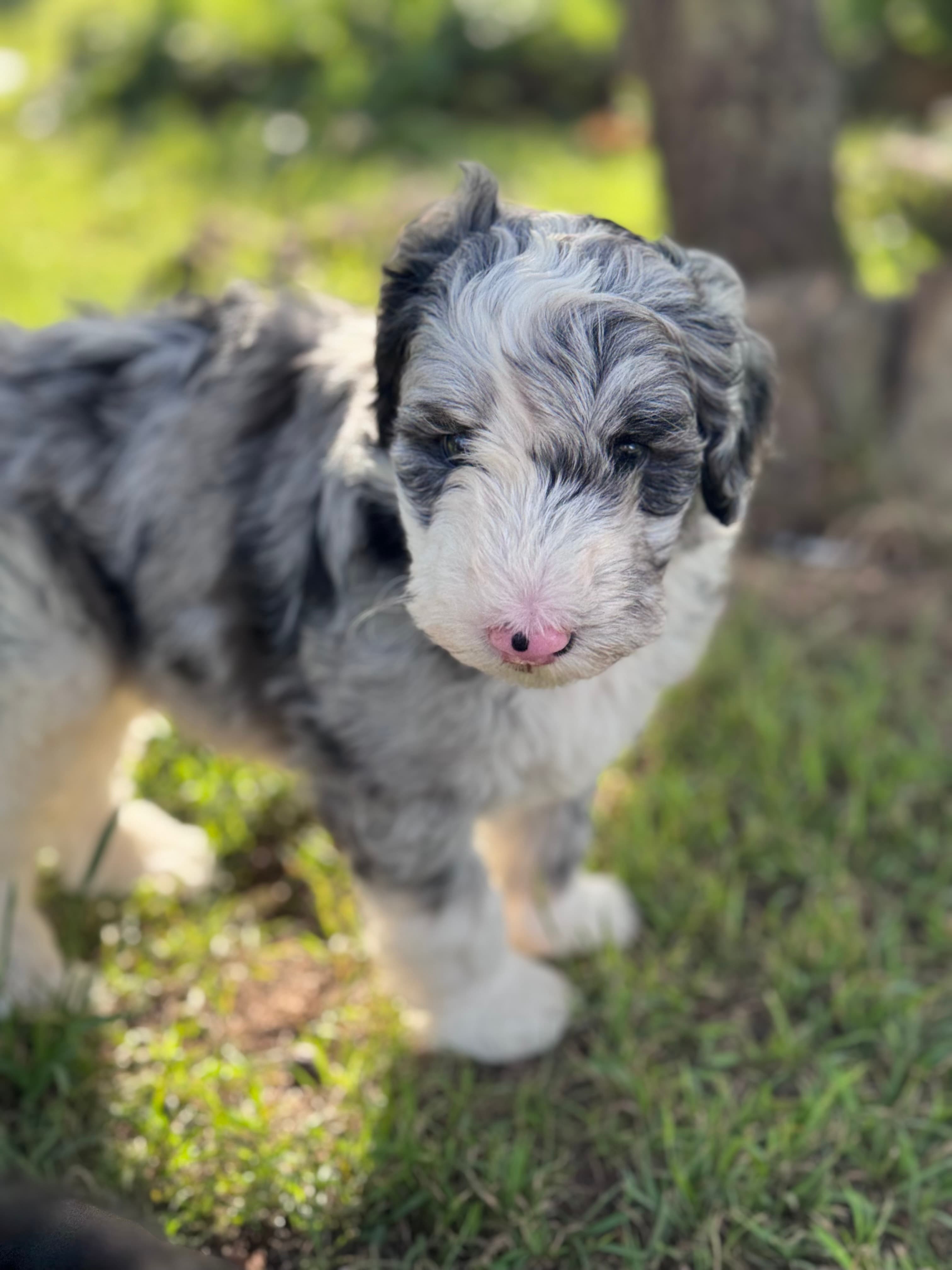 Sam - Sheepadoodle - ALLOCATED