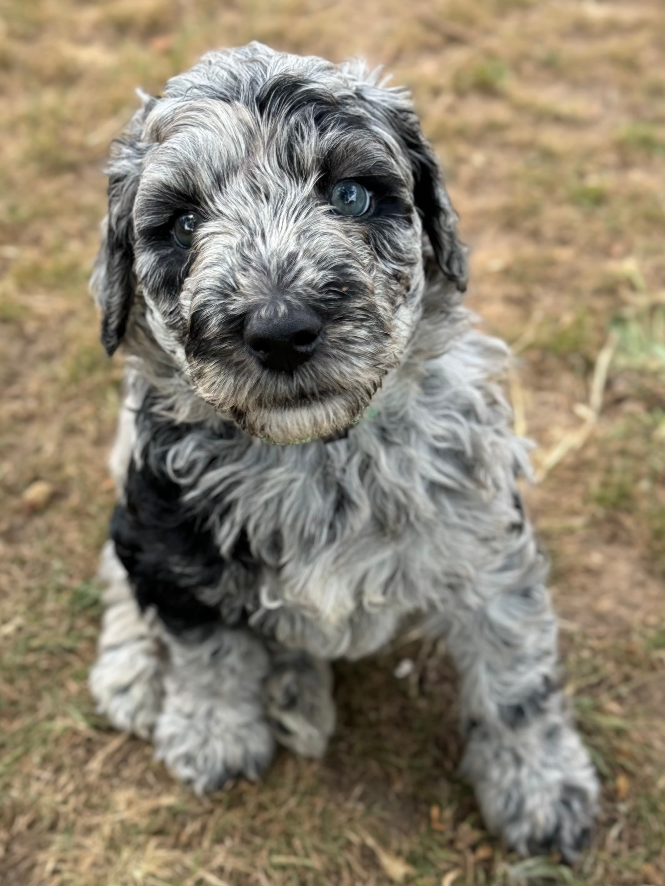 Colton - ALLOCATED - Light Blue Collar Sheepadoodle 