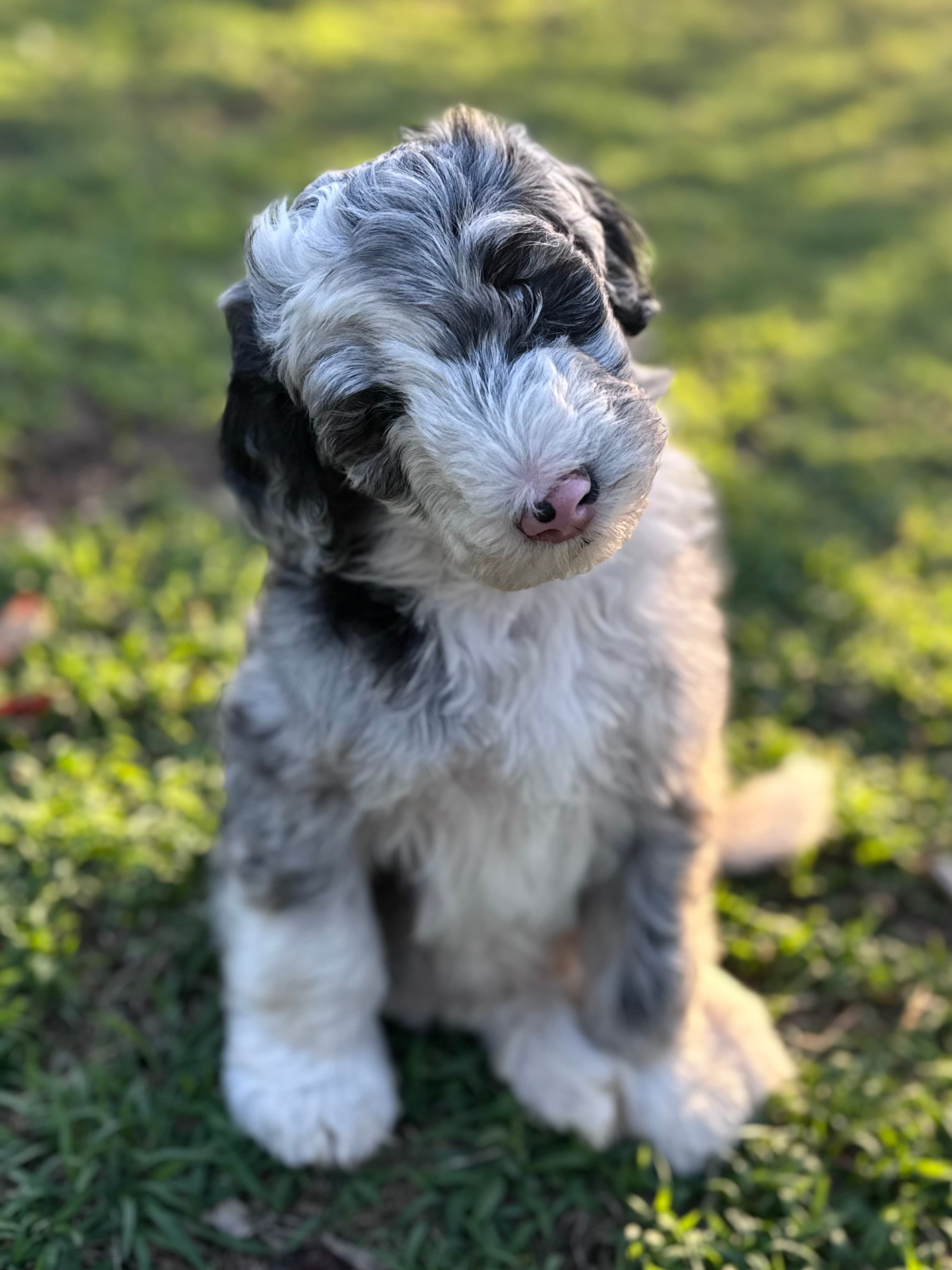 Farley - Sheepadoodle - ALLOCATED