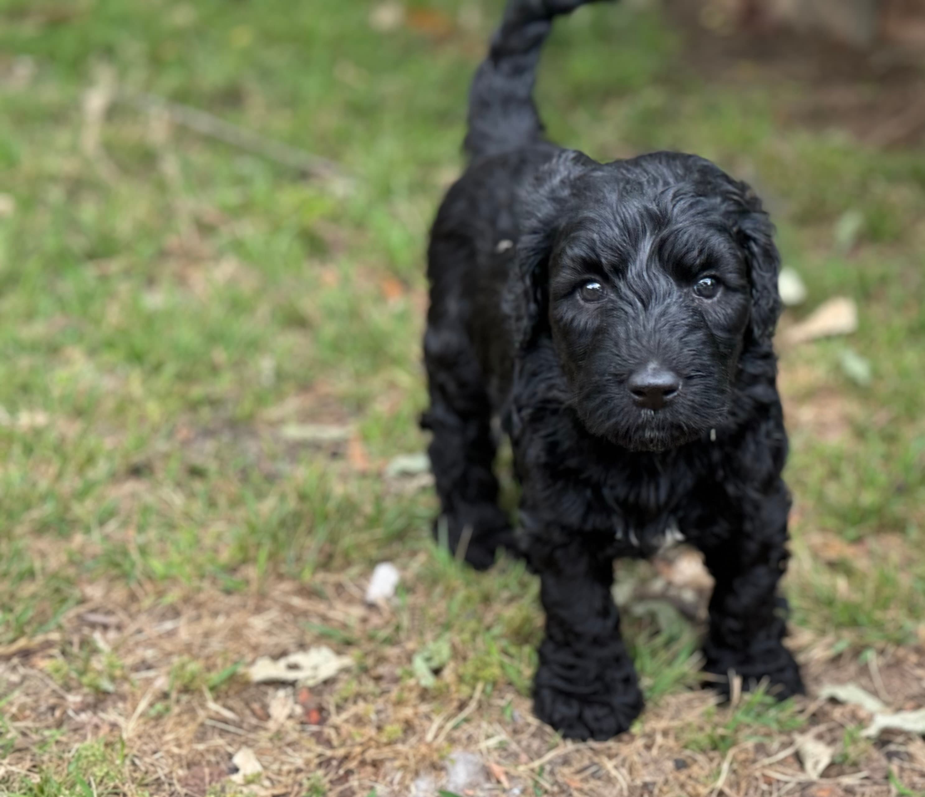 Ripp - ALLOCATED - Grey Collar Sheepadoodle