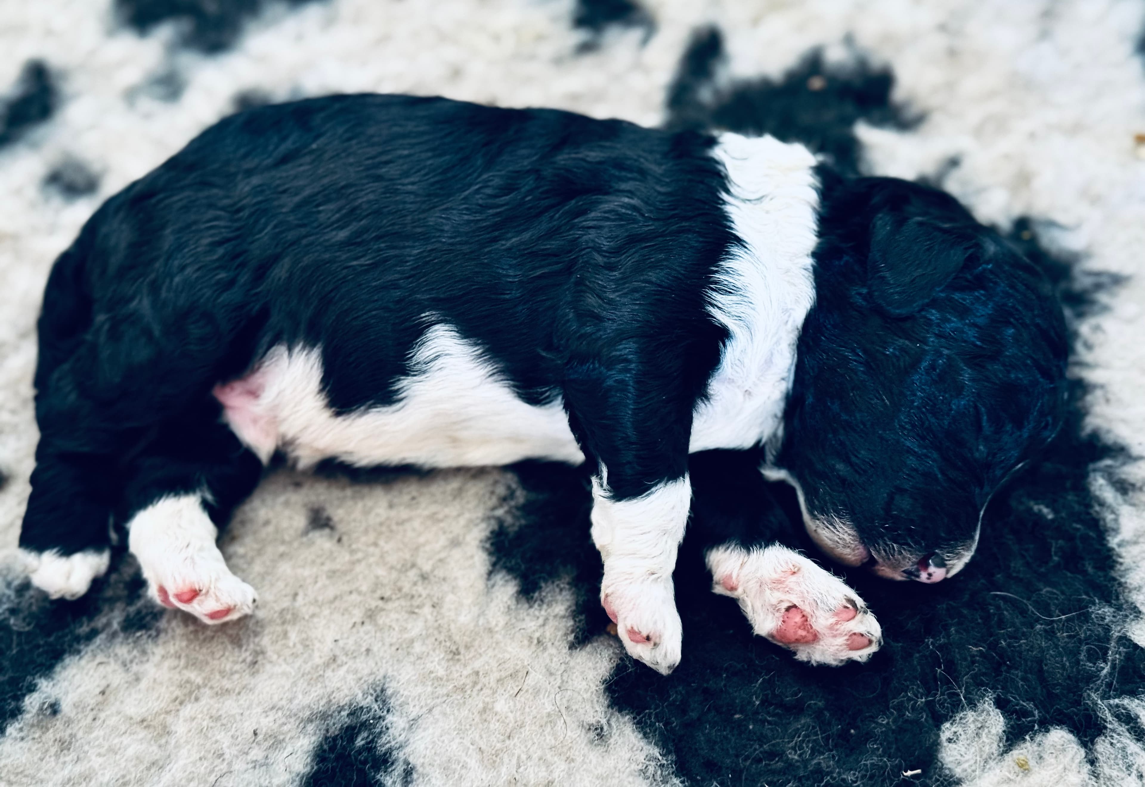 Mr Mugs - Sheepadoodle - ALLOCATED 