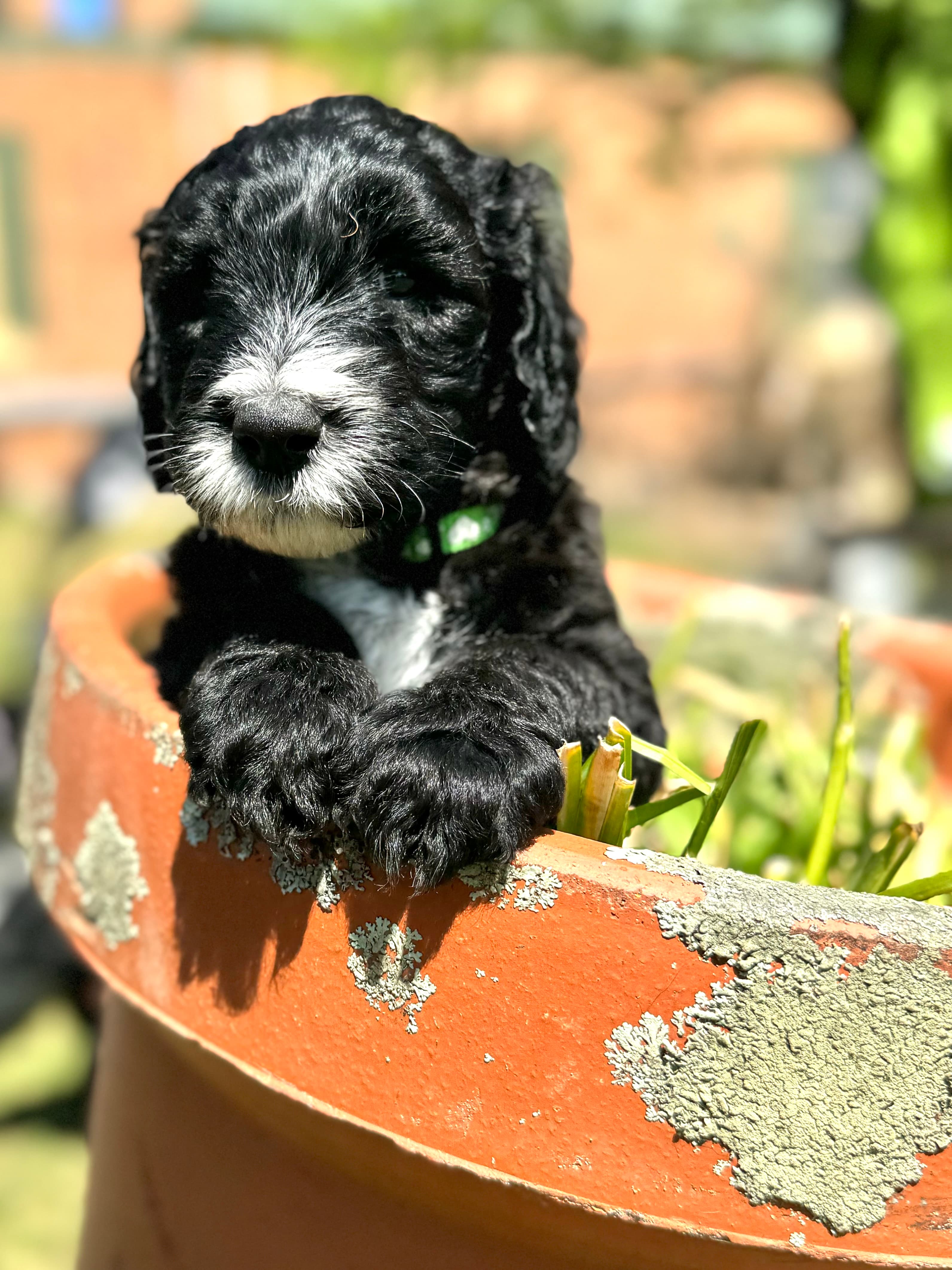 ALLOCATED - BRAVE - Green Collar Sheepadoodle 