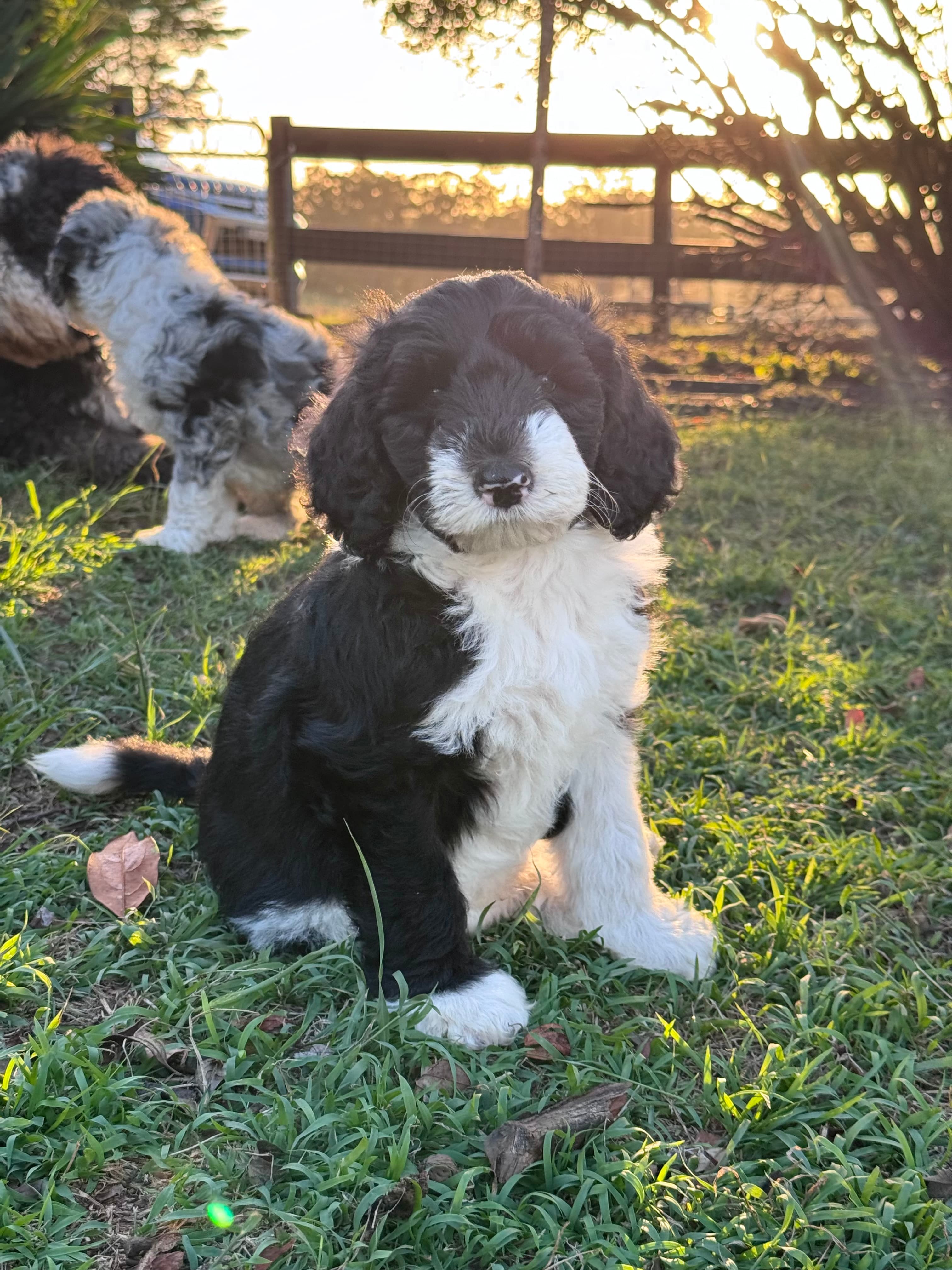 Max - Sheepadoodle - ALLOCATED