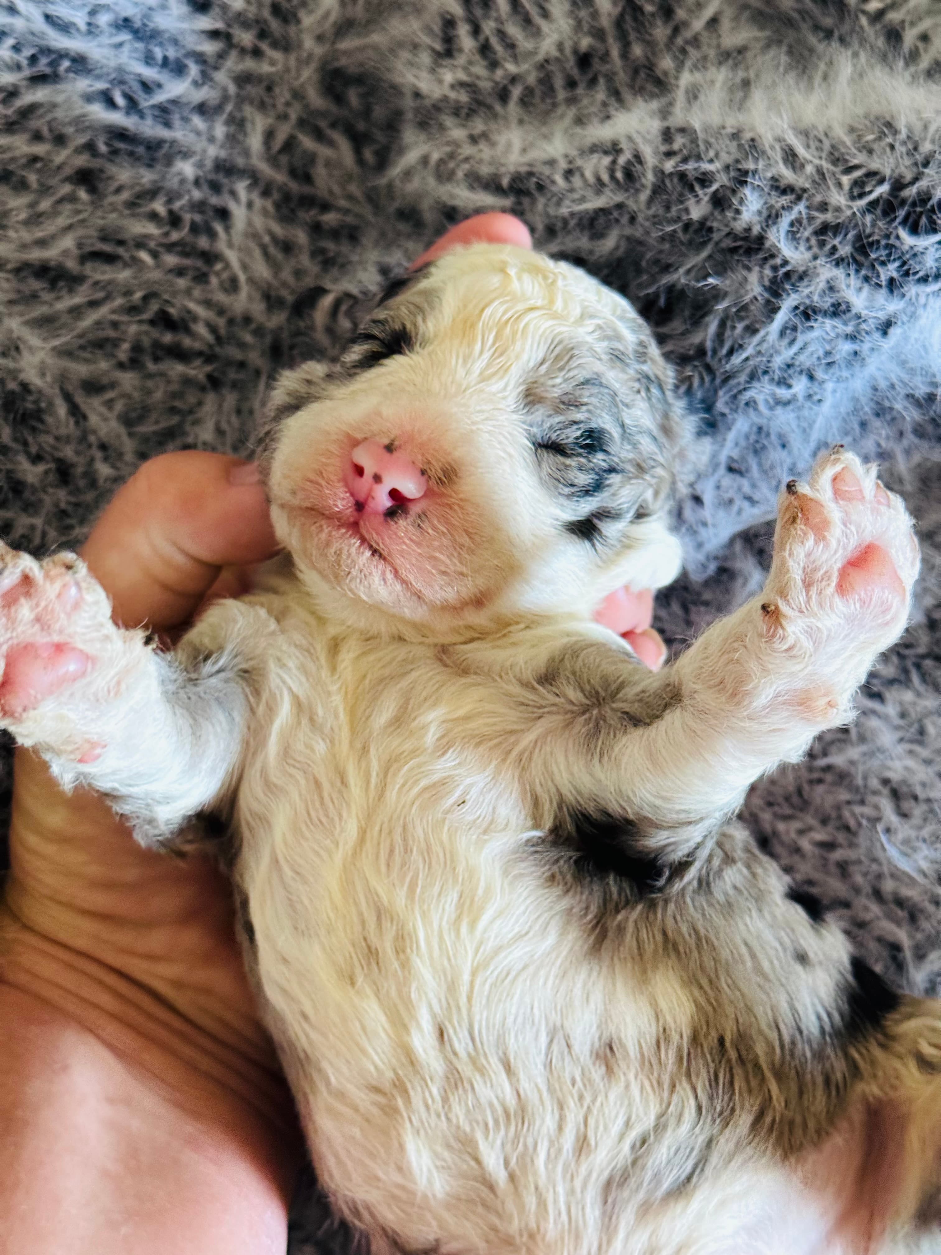 Sprocket - Sheepadoodle - ALLOCATED