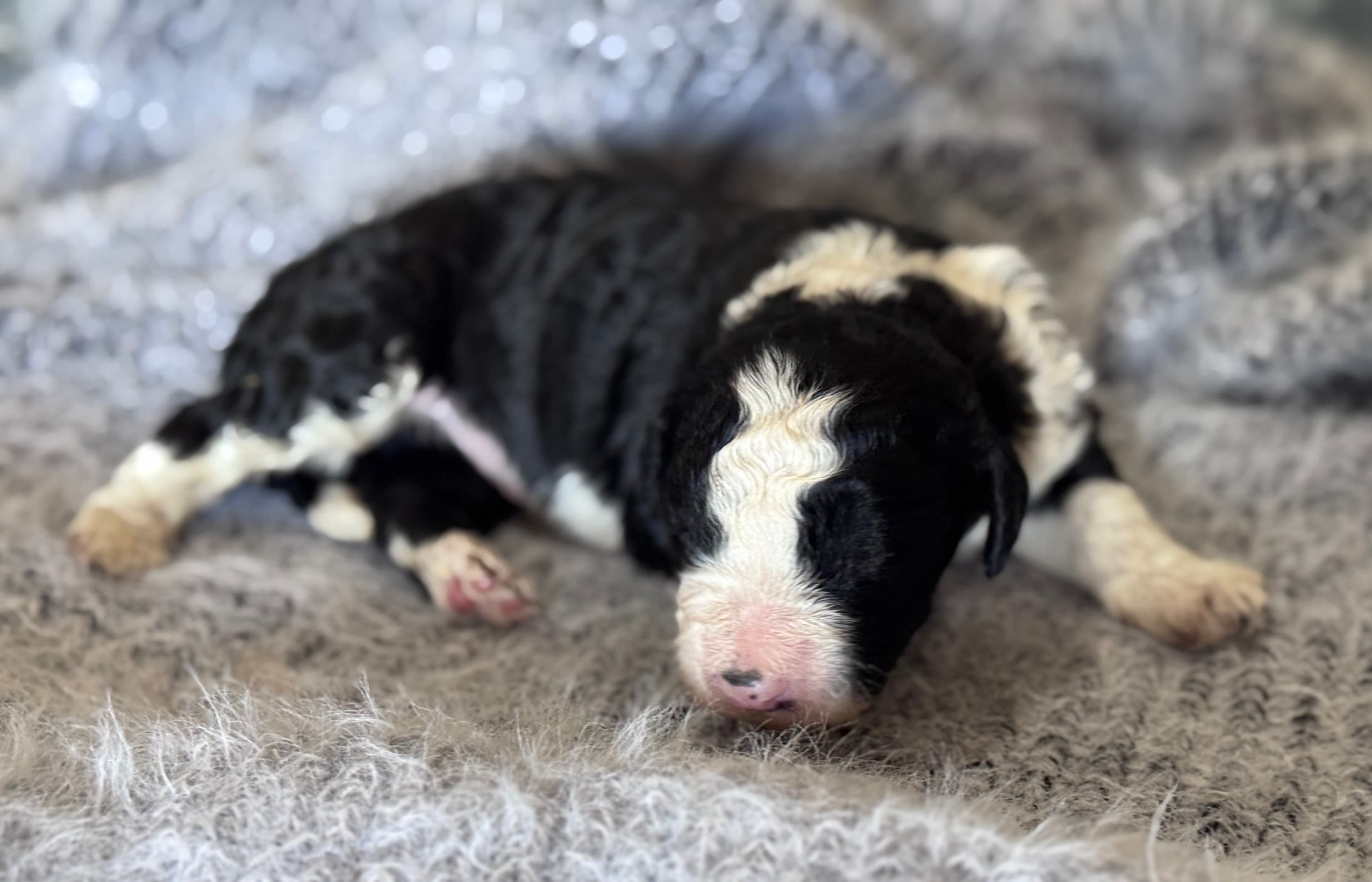 Barkley - Sheepadoodle - ALLOCATED