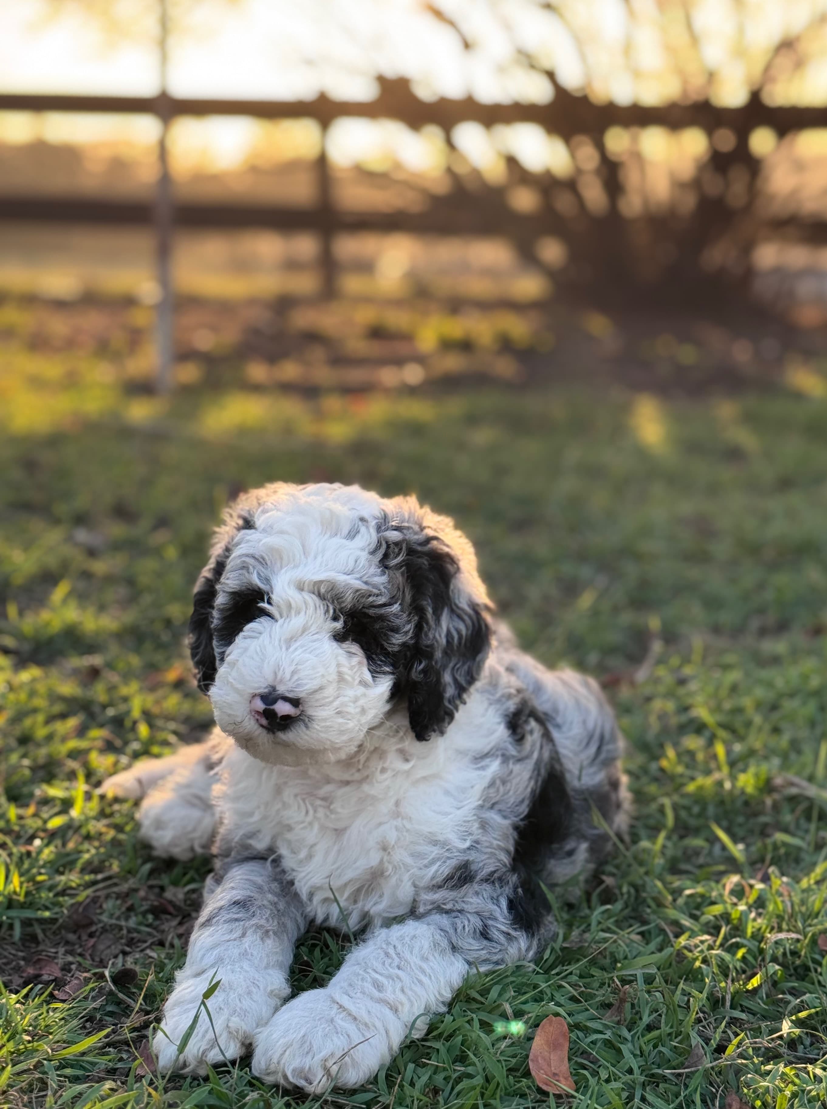 Sprocket - Sheepadoodle - ALLOCATED