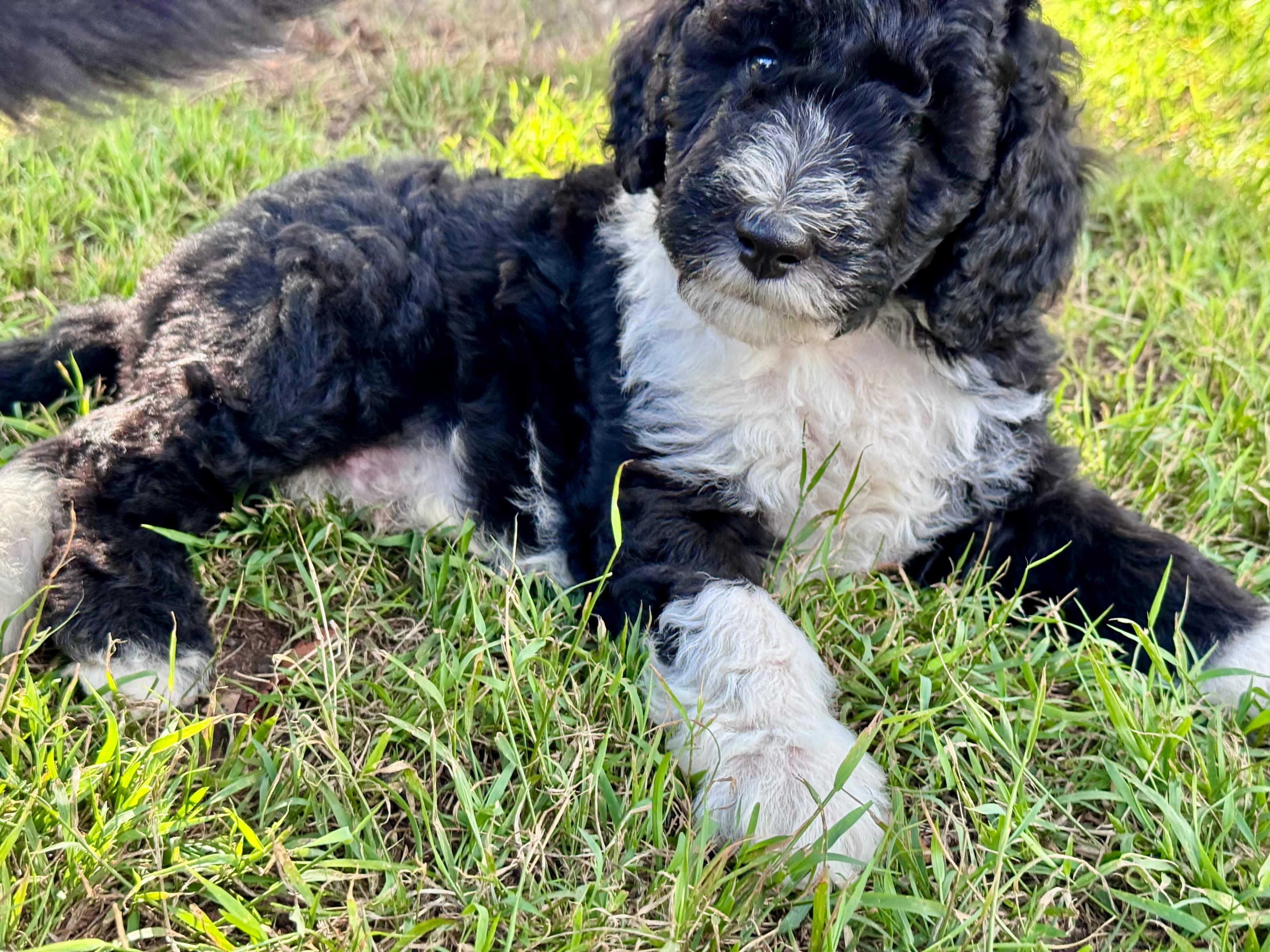 Mr Mugs - Sheepadoodle - ALLOCATED 