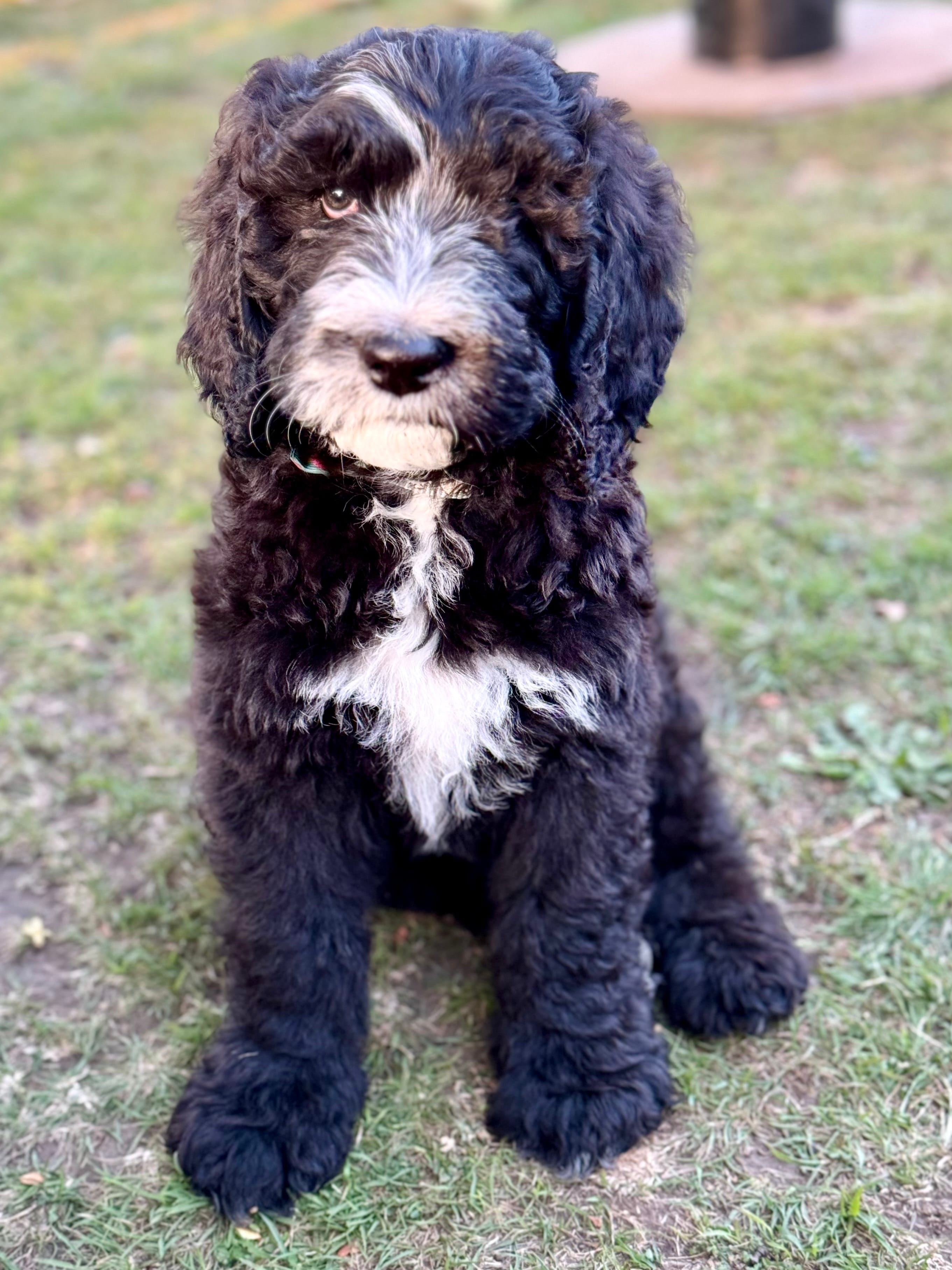 Everett - Light Blue Collar Sheepadoodle 