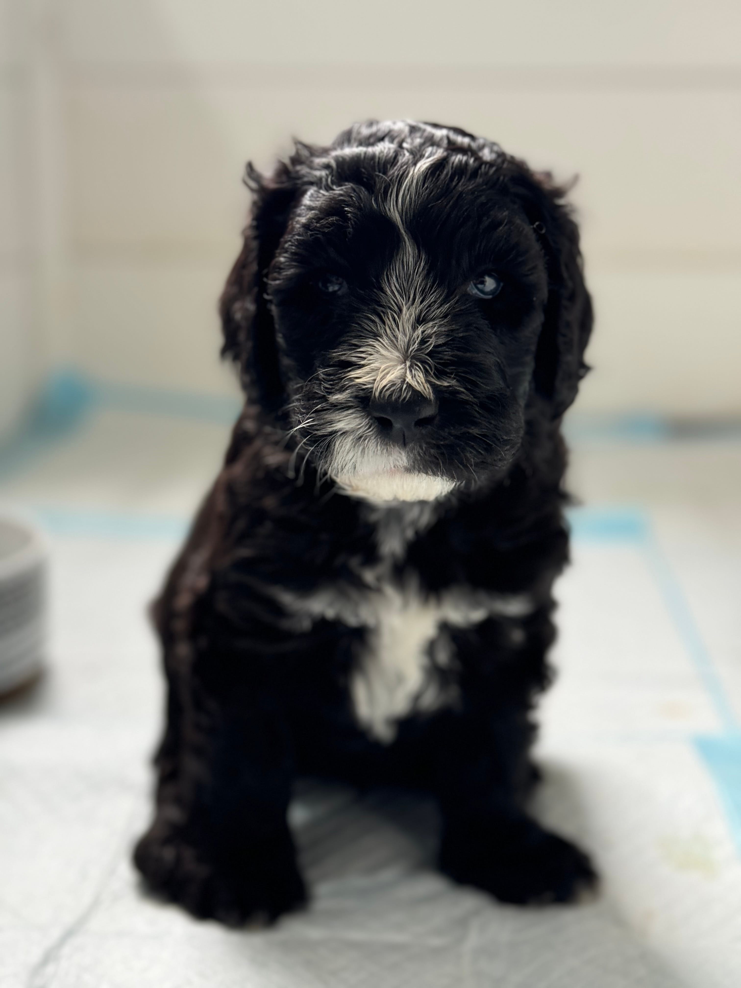 Everett - Light Blue Collar Sheepadoodle 